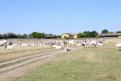 2025 0949 - (Kalocsa, Hongrie) Une ferme et son troupeau