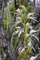 2015 3160 - (Pointe sud) Parc des chutes de le Madeleine - Orchidée (Caladenia catenata)