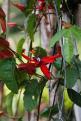 2019 1551 - (Farino) Jardin de la Corne du Cerf - Passiflore (passiflora miniata)