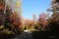 2023 1119 - (Route de Saint-Benoit) Les couleurs de l'été indien