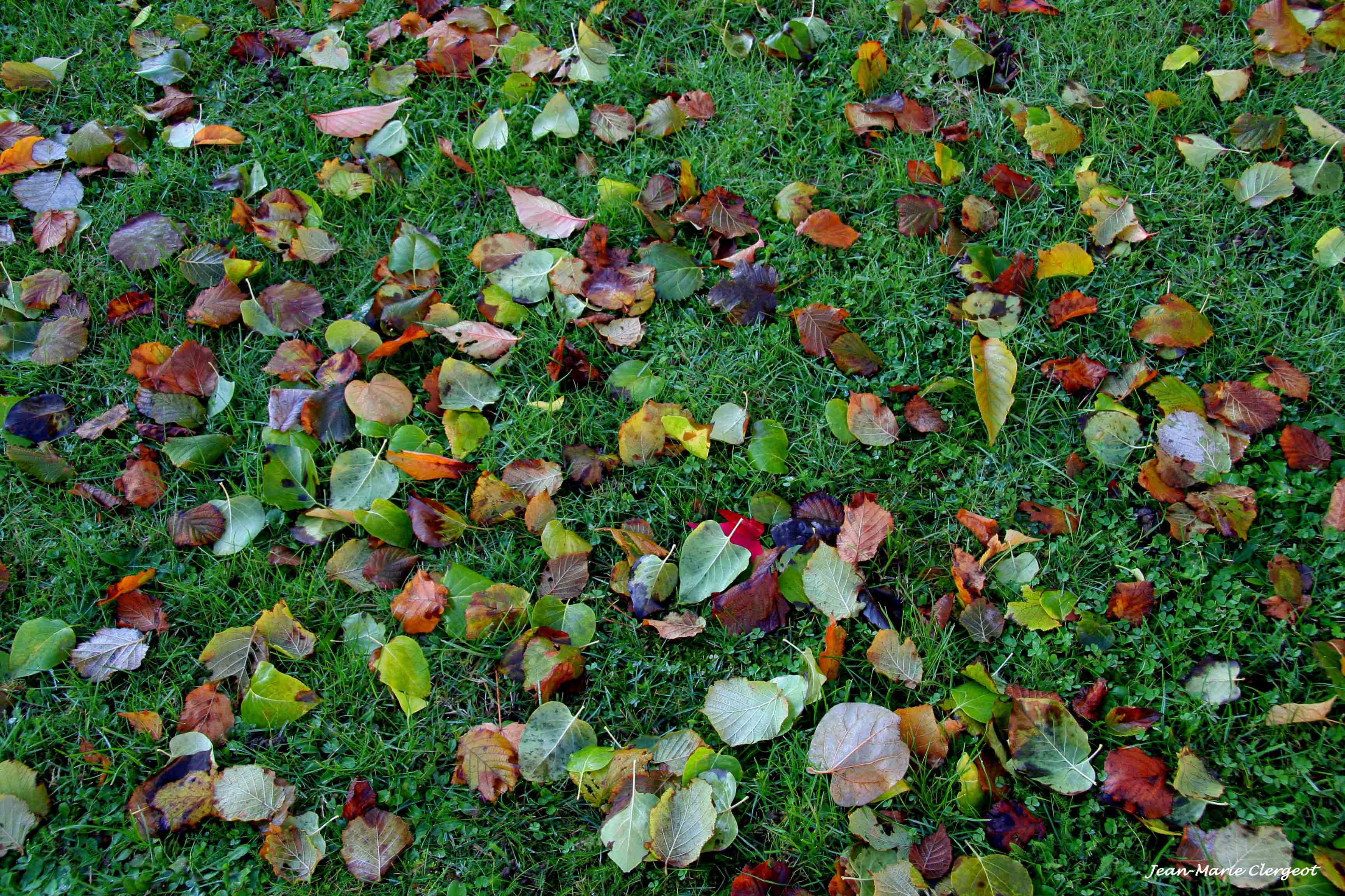 2005 801b - (Mantes) Tapis de feuilles un dimanche matin