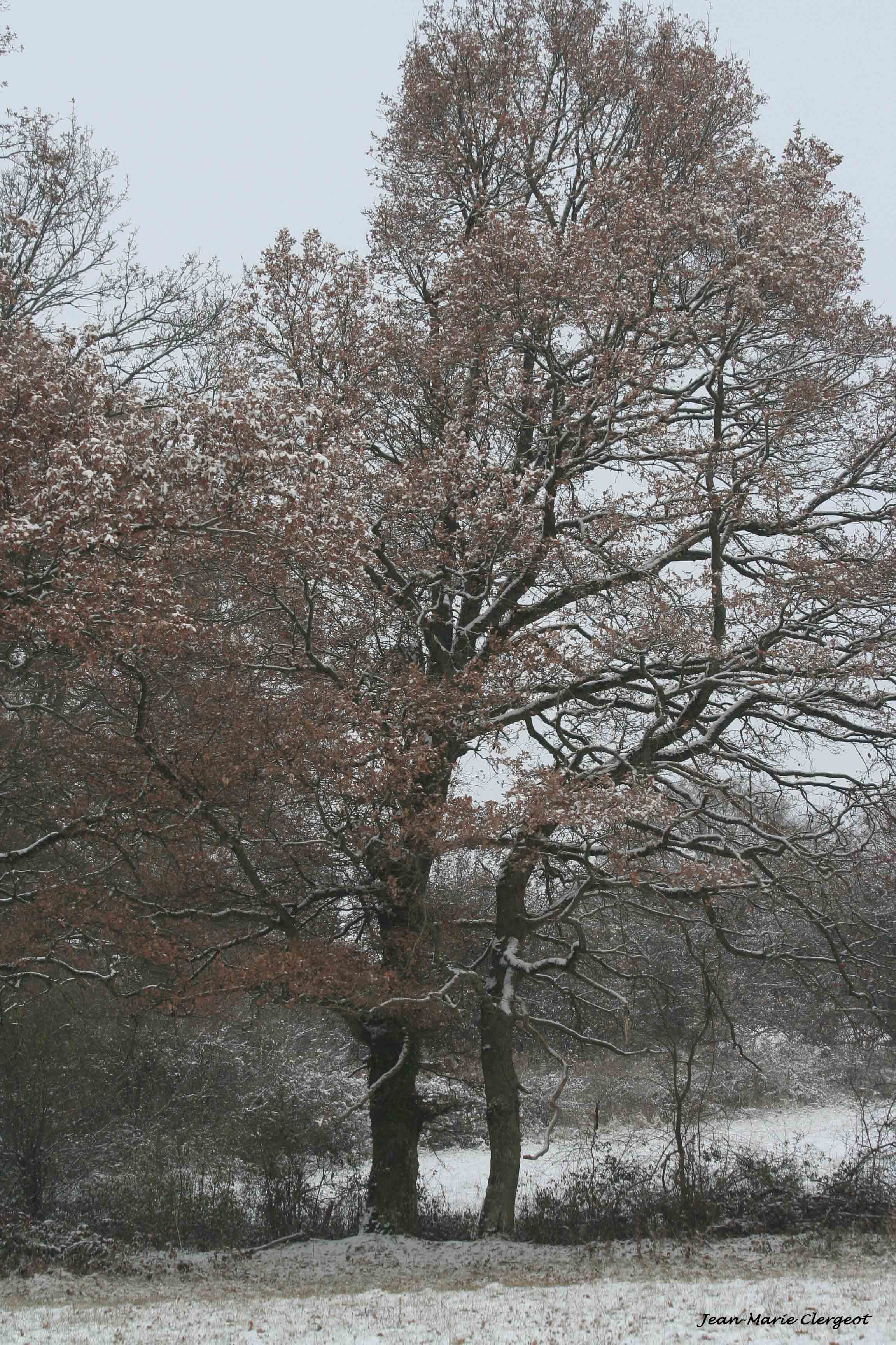 2005 917 - (Le Magnoux) Les arbres sous la neige