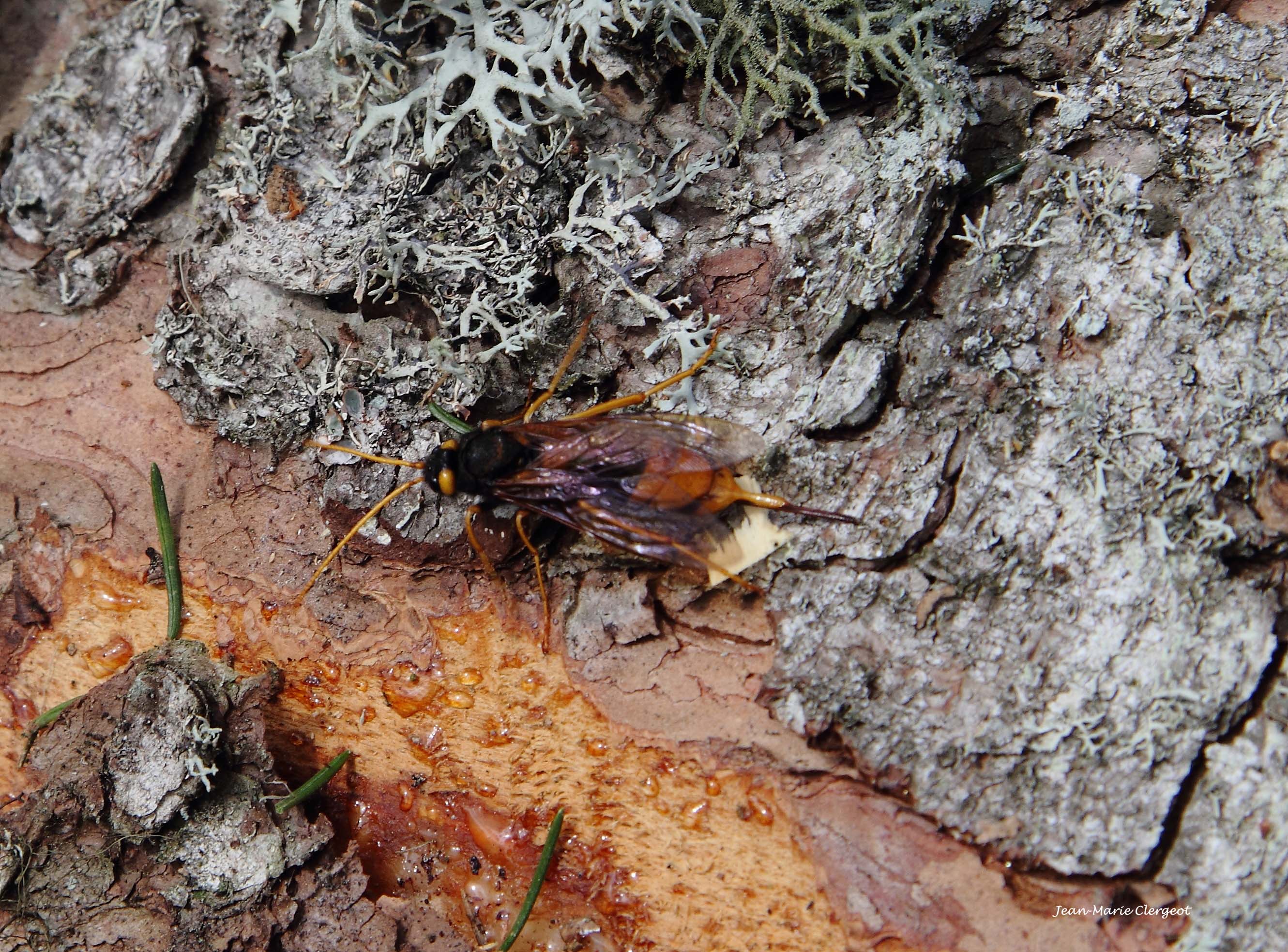 2011 1157 - (Chaux-Neuve) Ichneumon (ichneumonidae)