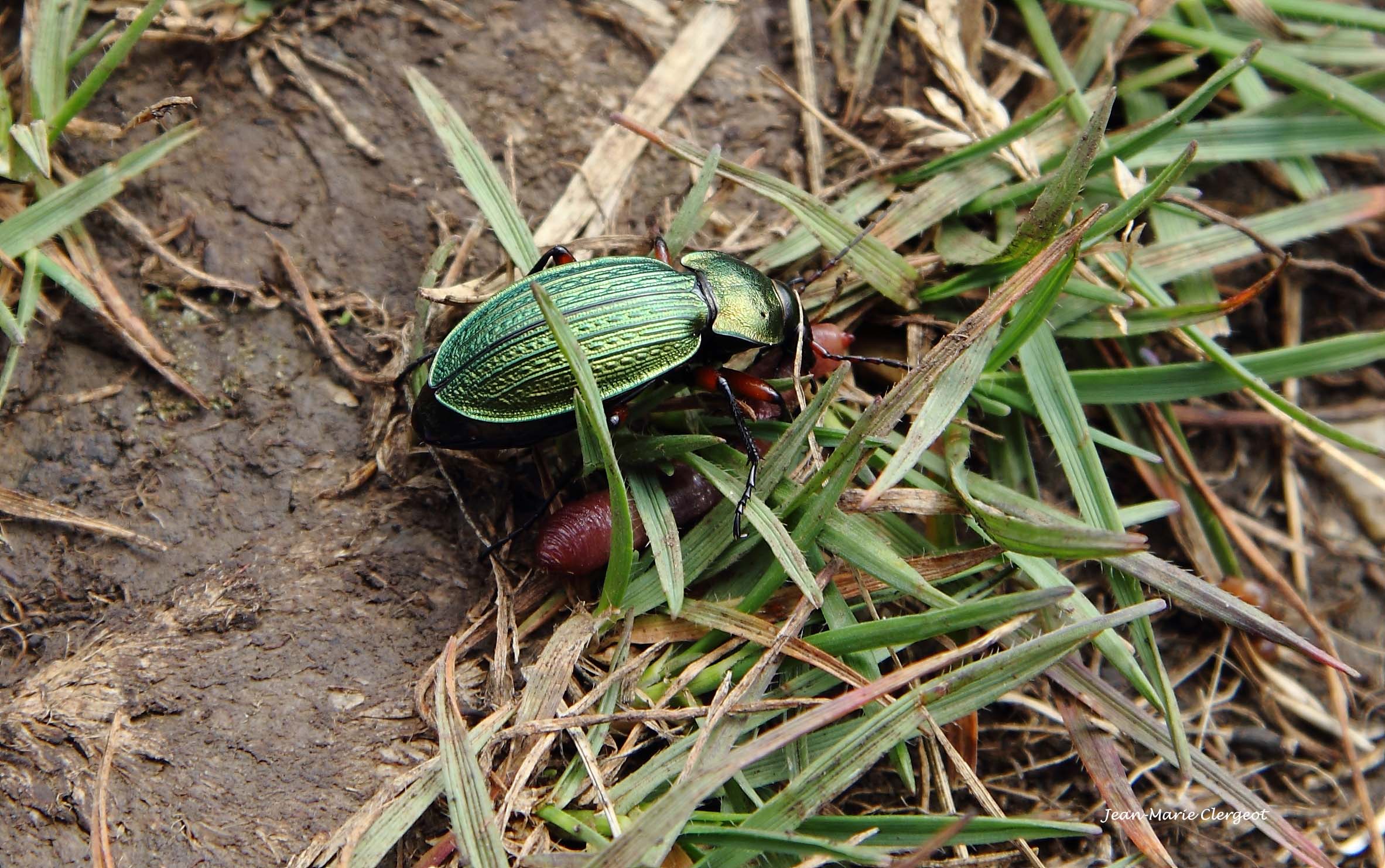 2011 1188 - (Mijoux) Carabe doré (carabus auratus)