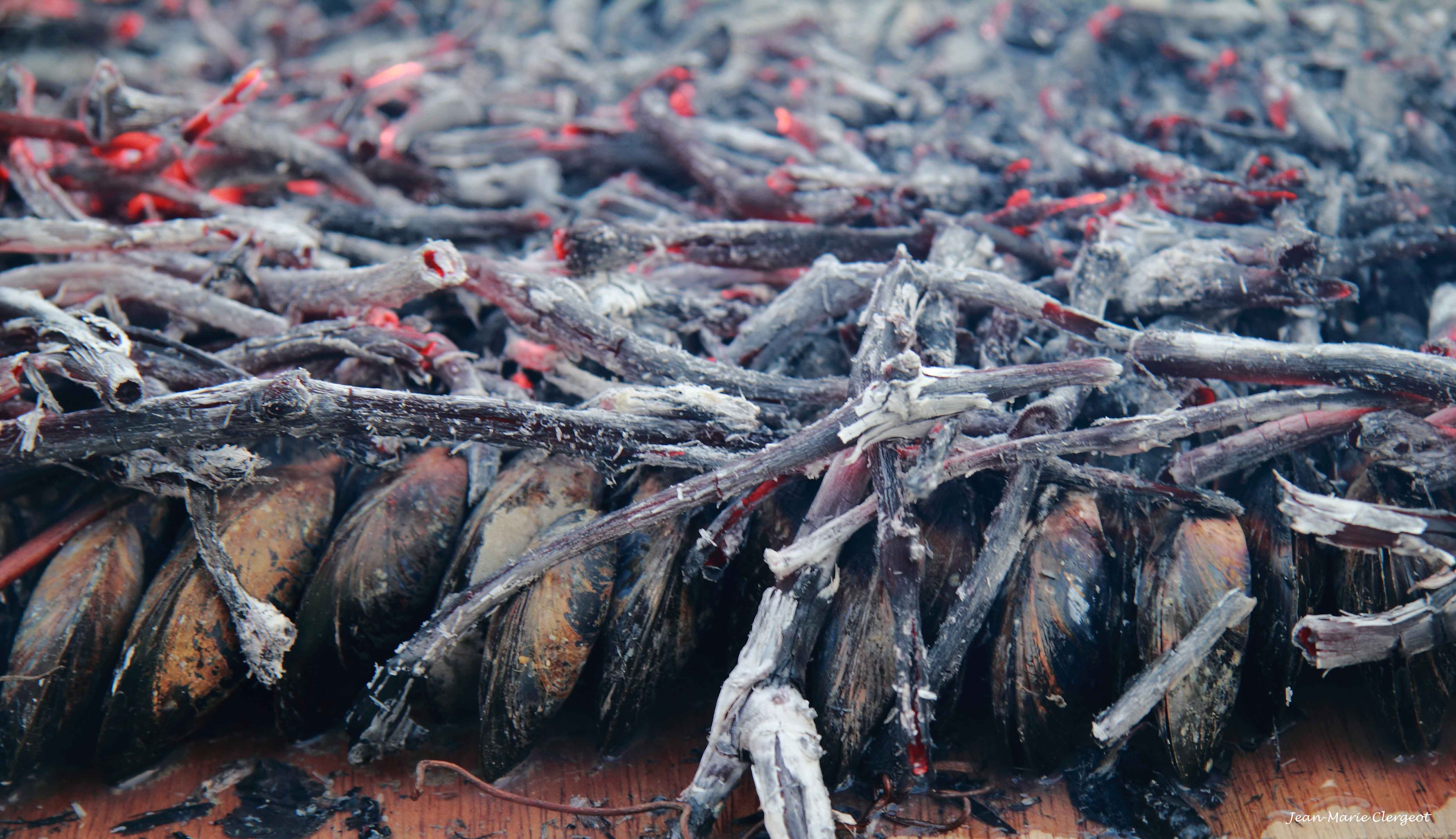 2012 0792 - (Port-des-Barques) Eclade de moules - C'est cuit !!