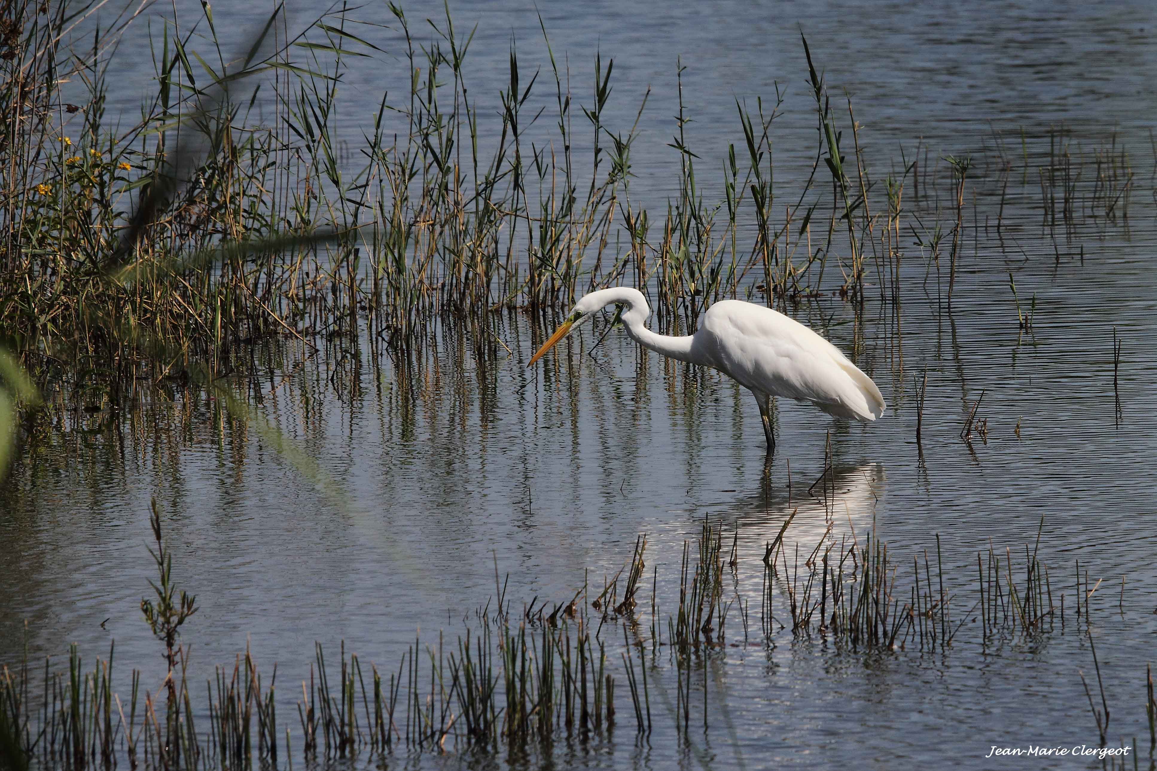 2012 1159 - (Saint-Michel-en-Brenne) Réserve Naturelle de Chérine - Etang Cistude - Aigrette blanche en quête de déjeuner