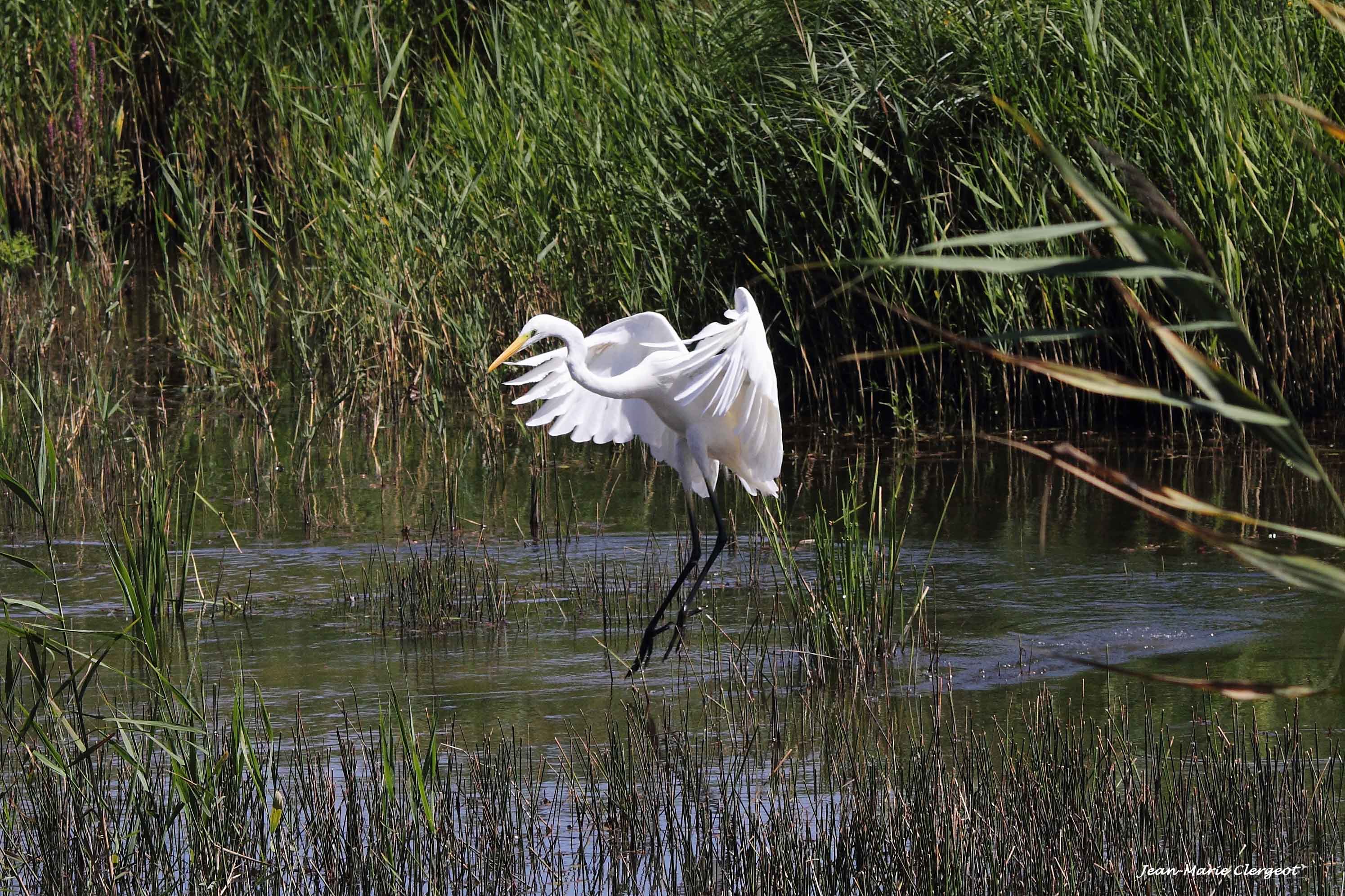 2012 1163 - (Saint-Michel-en-Brenne) Réserve Naturelle de Chérine - Etang Cistude - Aigrette blanche qui danse