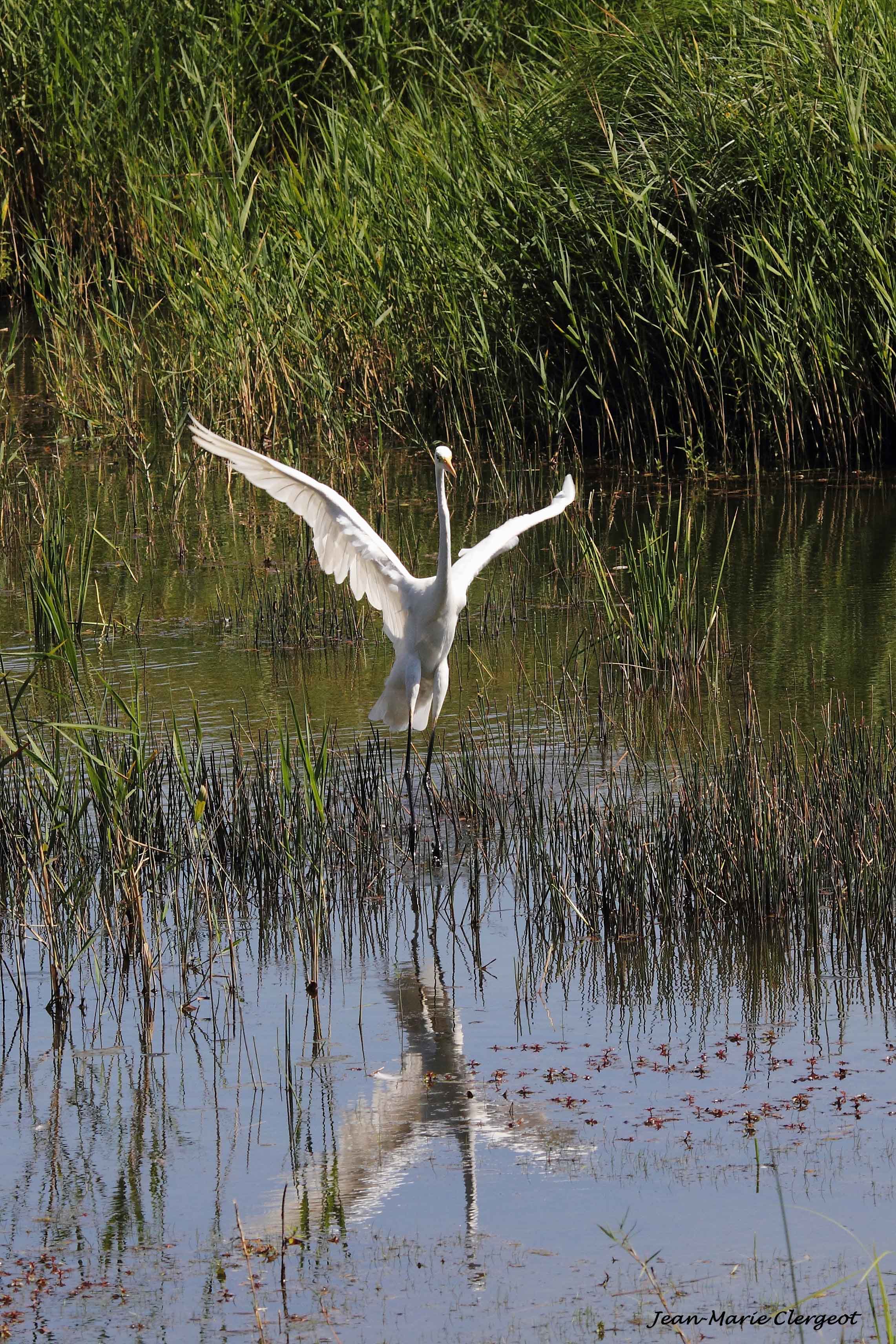 2012 1165 - (Saint-Michel-en-Brenne) Réserve Naturelle de Chérine - Etang Cistude - Aigrette blanche qui danse