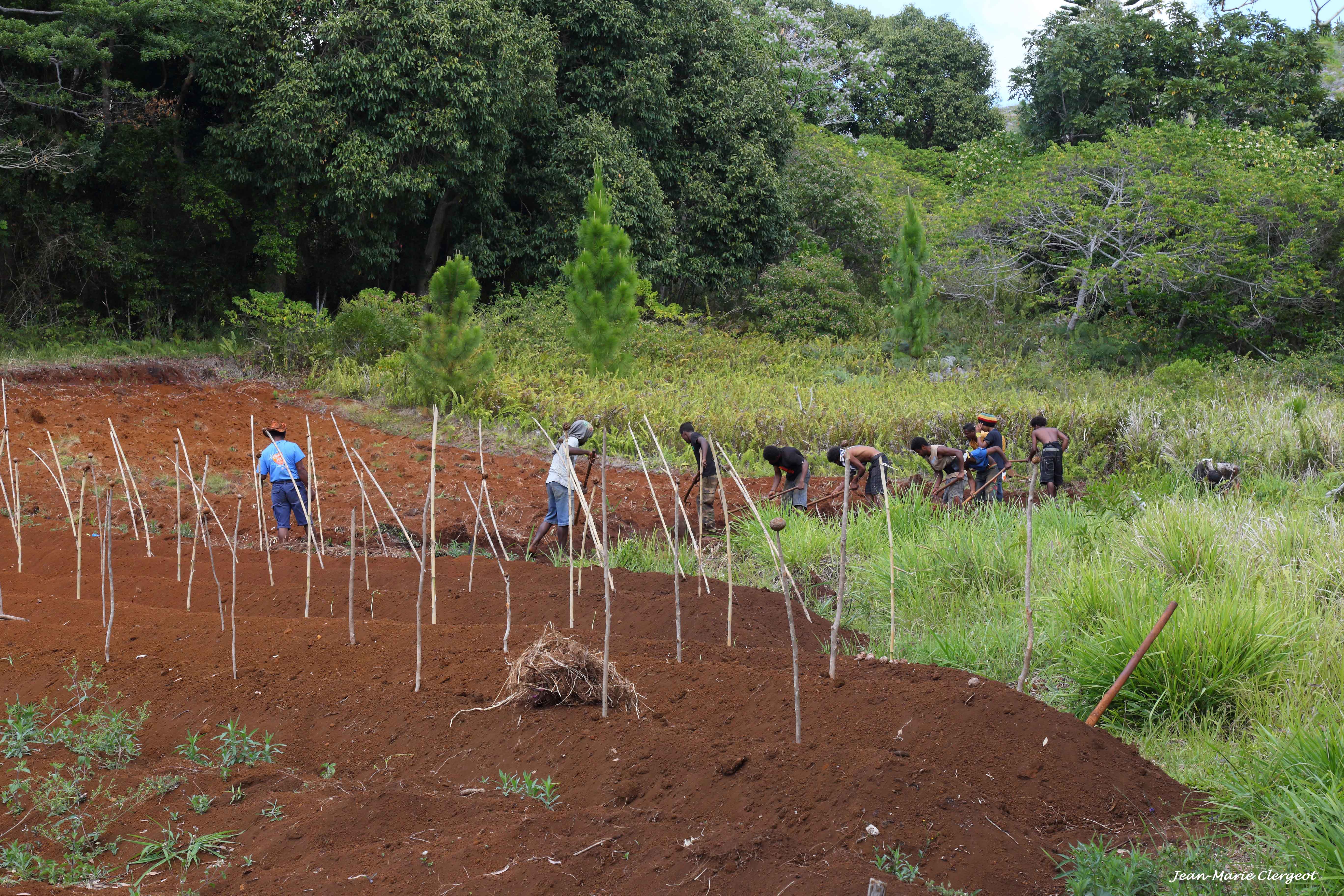 2015 2040 - (Kunyié ou Ile des Pins) Route RM3 - Plantation d'igname en cours