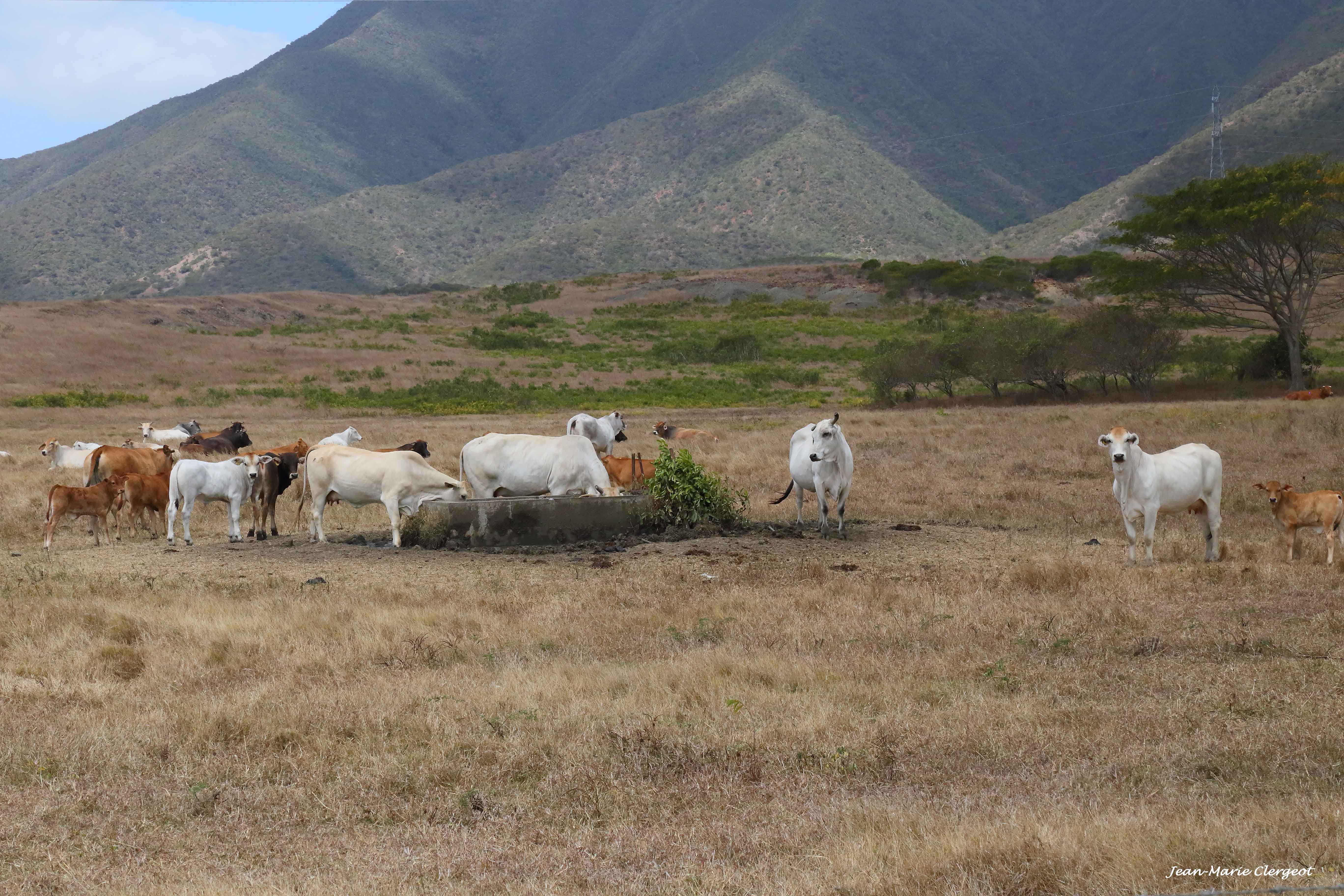 2015 2382 - (Koné) Route RT1 - Troupeau de vaches Brahmans