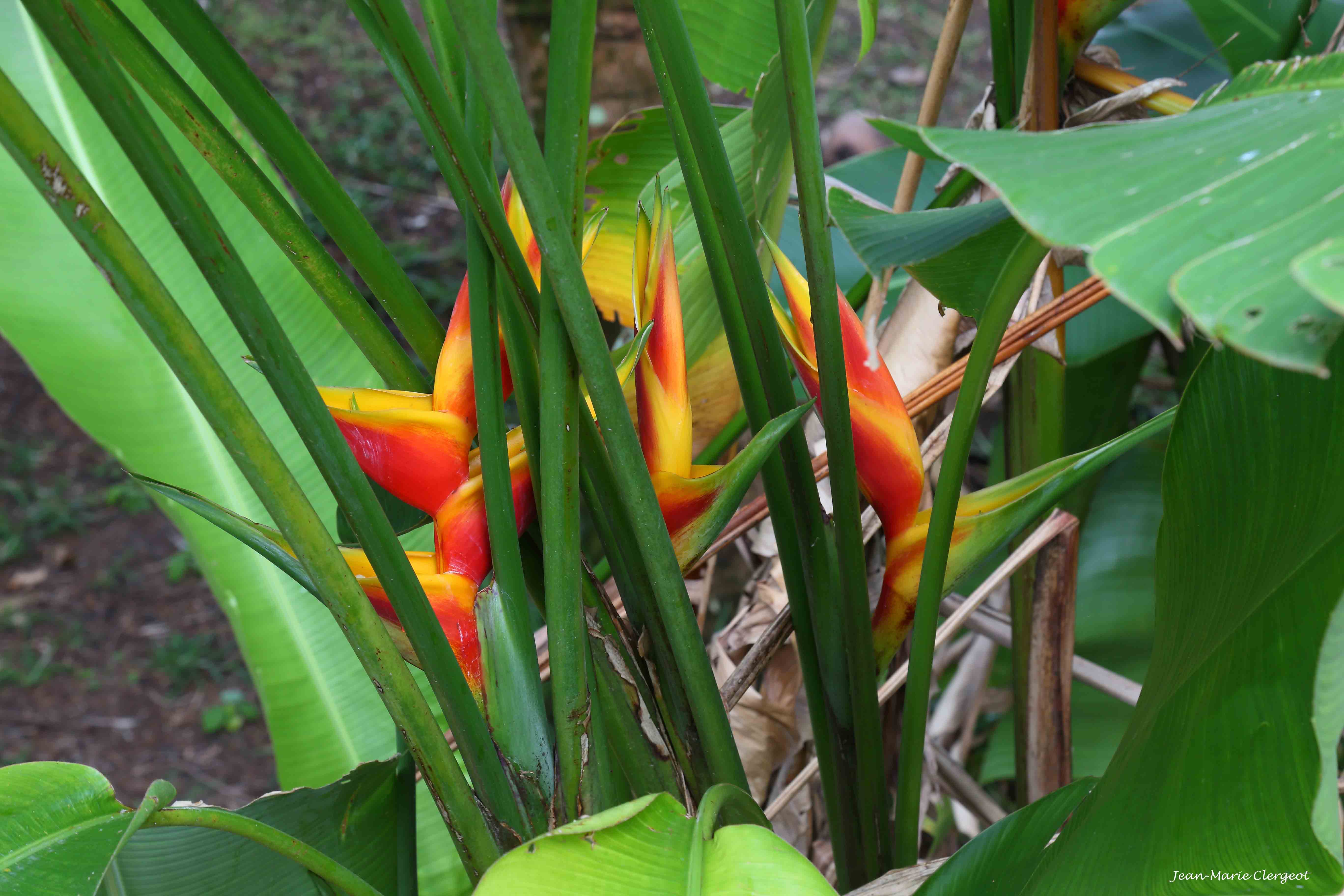 2015 2691 - (Ouaïème) Une belle Heliconia bihaï