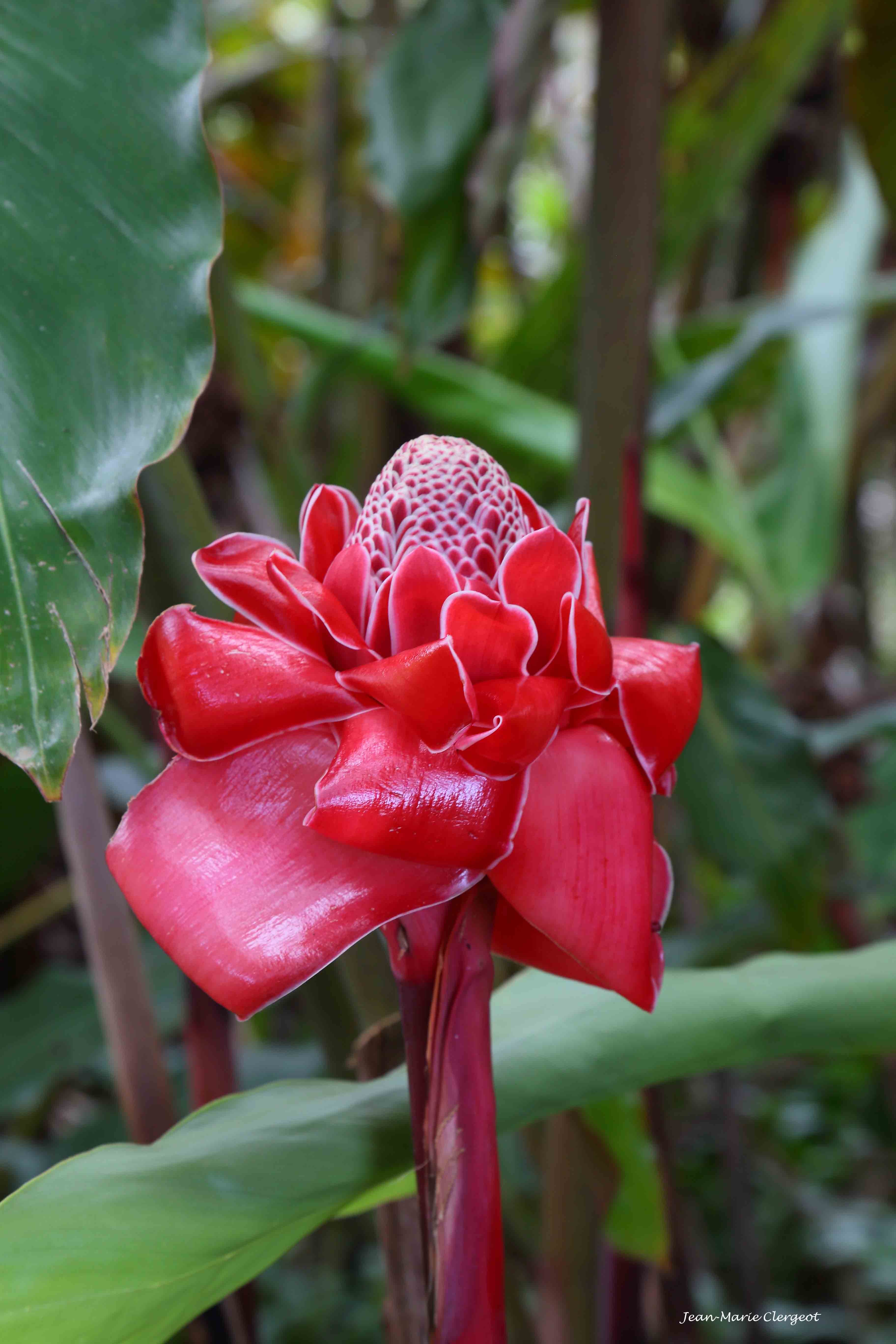 2015 2848 - (Hienghène) Rose de procelaine (Etlingera elatior)