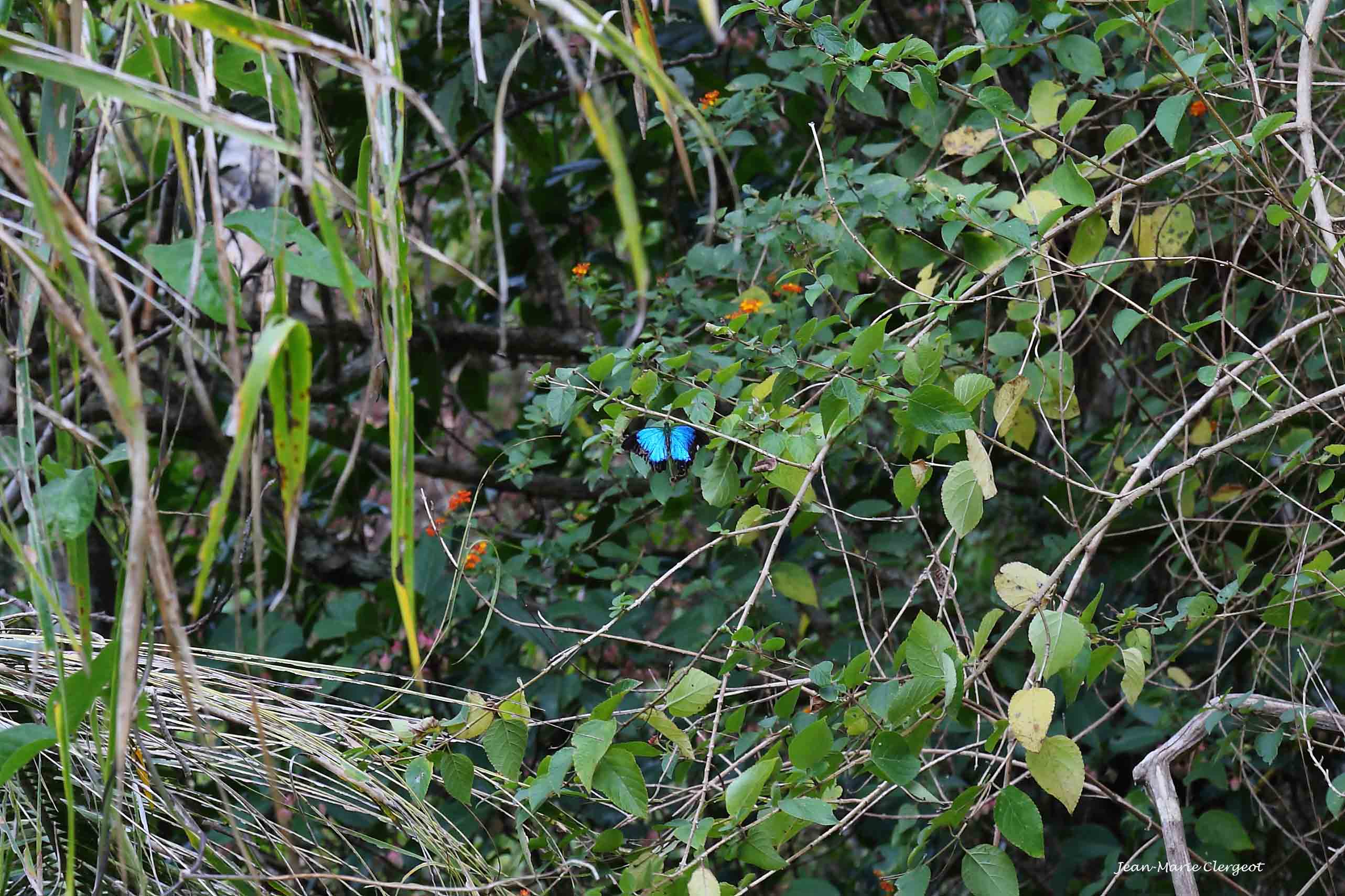 2015 2851 - (Poindimié) Gîte Néwéjié - Le papillon bleu (Papilio montrouzieri)