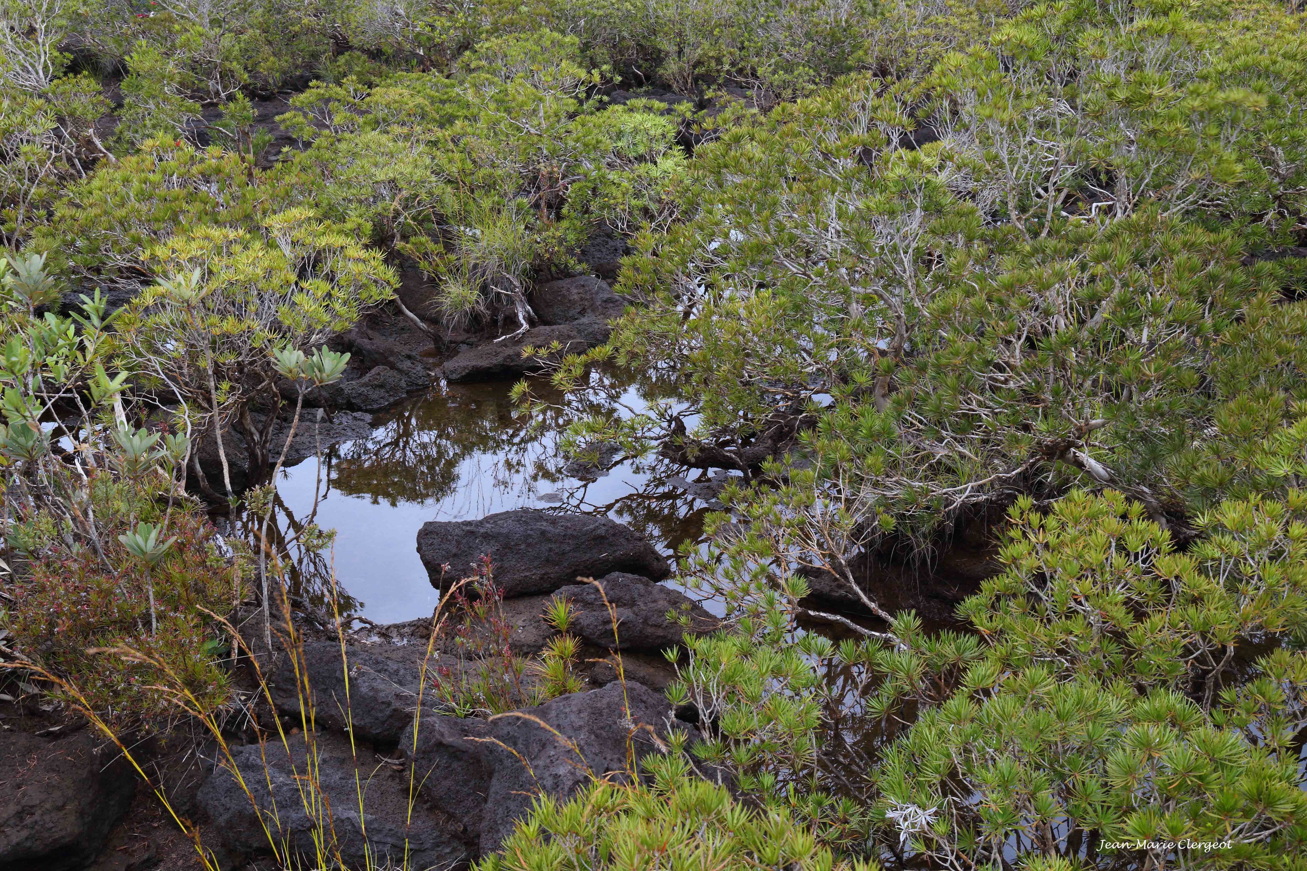 2015 3170 - (Pointe sud) Parc des chutes de la Madeleine - De quoi se nourissent-ils ?