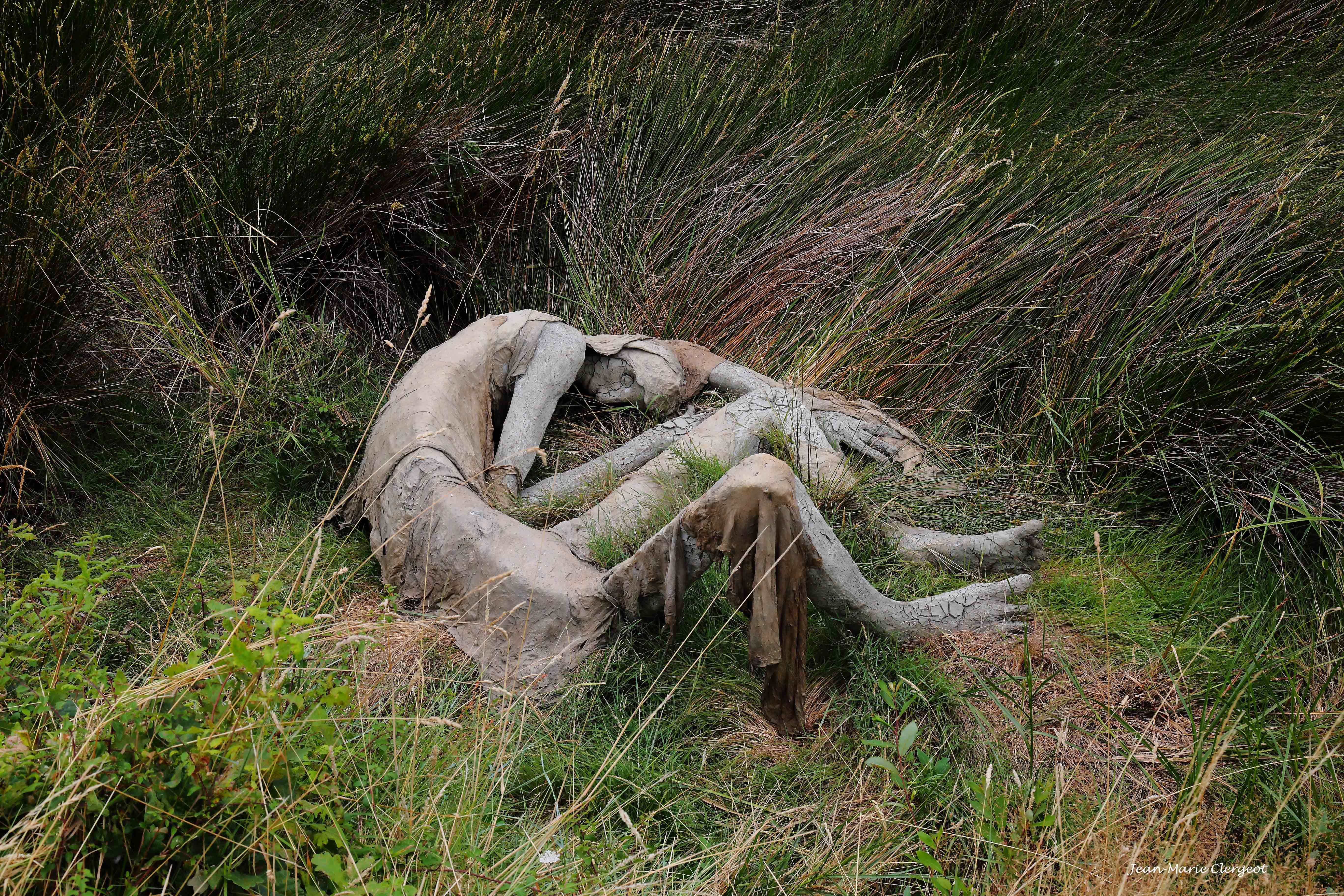 2016 1095 - (Séné) Parc Ornithologique des marais de Séné - Homoalgus dormant