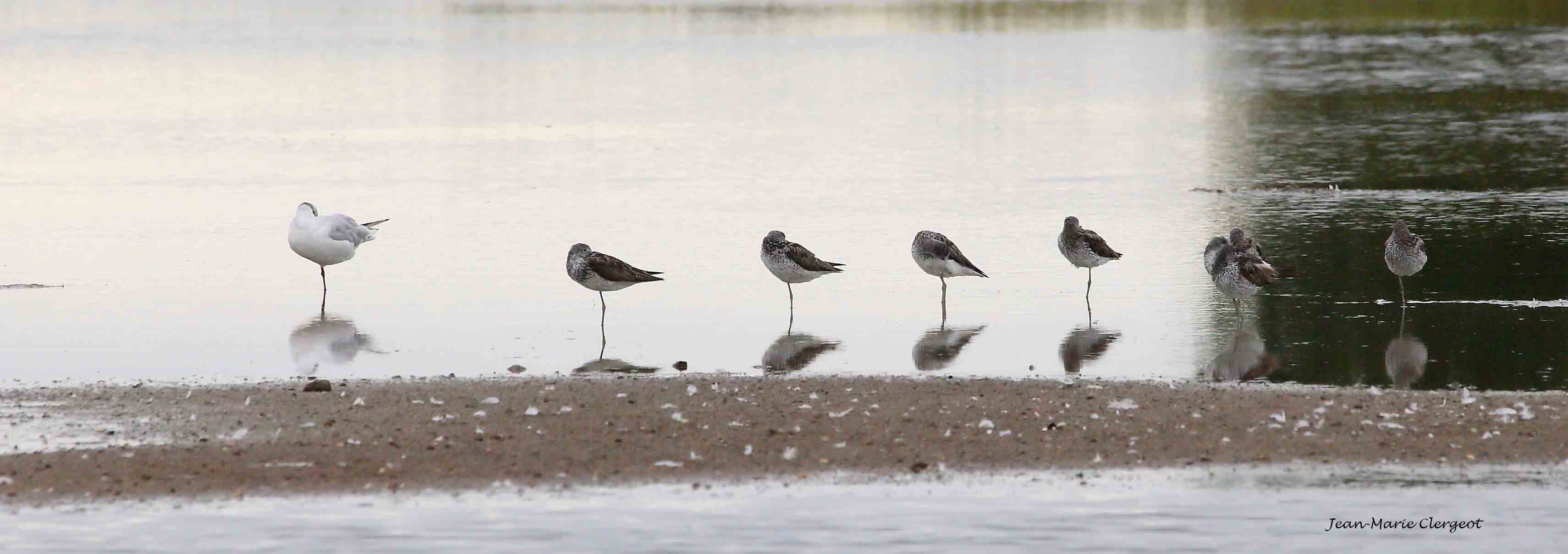 2016 1099 - (Séné) Parc ornithologique des marais de Séné - Chevaliers aboyeurs