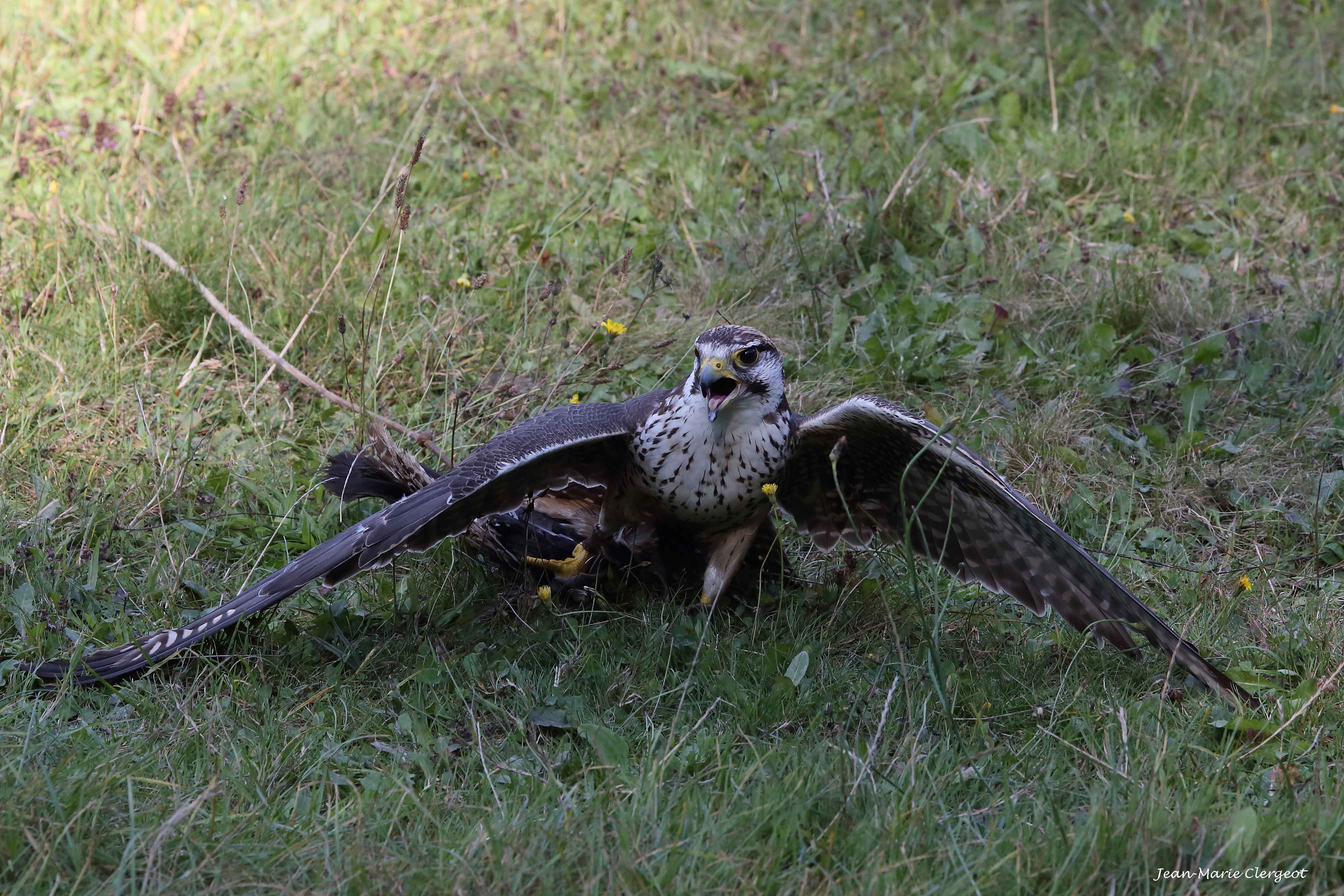 2016 1463 - (Rambouillet) Parc forestier - Faucon pellerin (falco peregrinus) protégeant sa proie