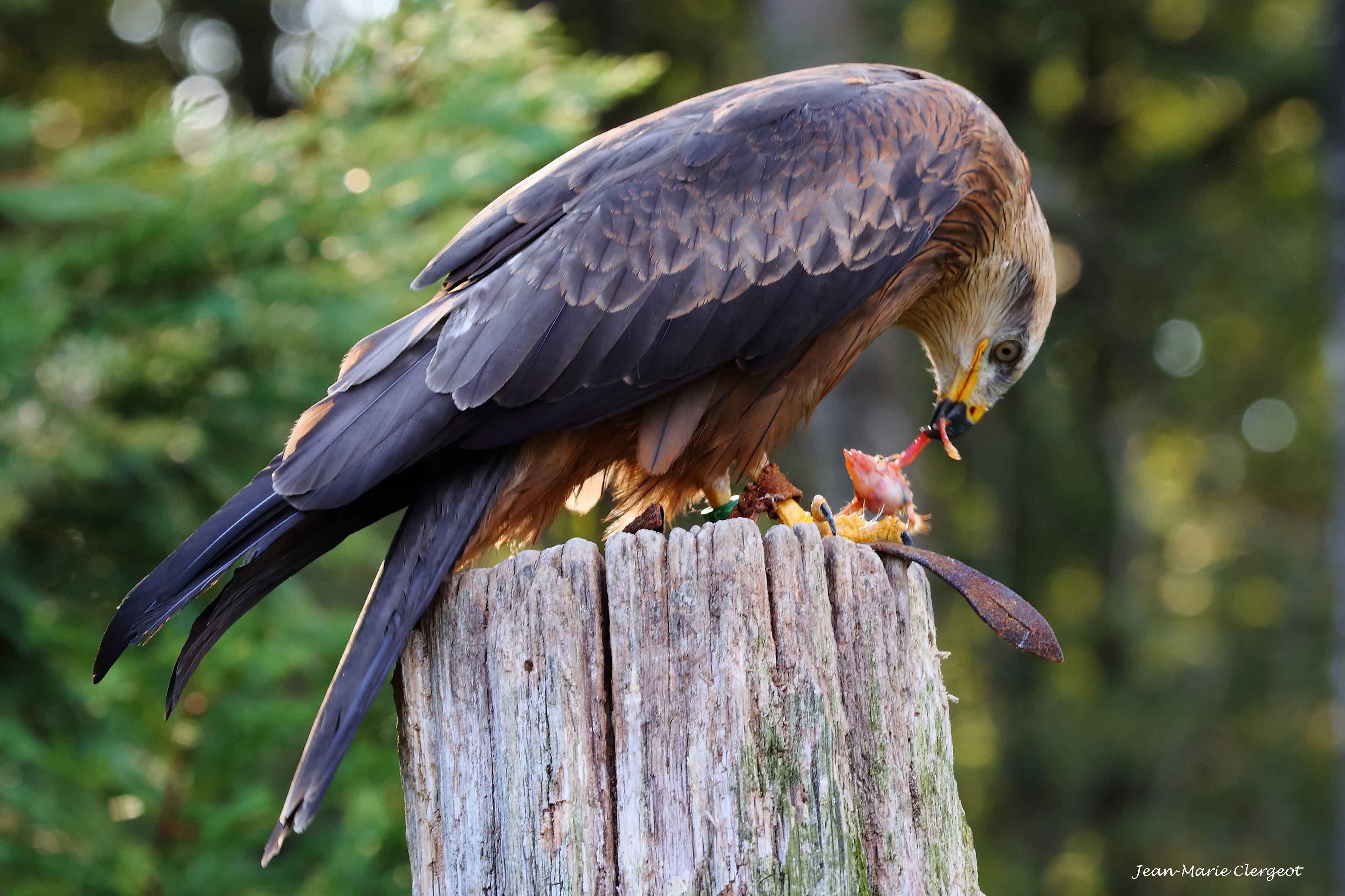 2016 1502cad - (Rambouillet) Parc forestier - Faucon pellerin (falco peregrinus) dévorant sa proie