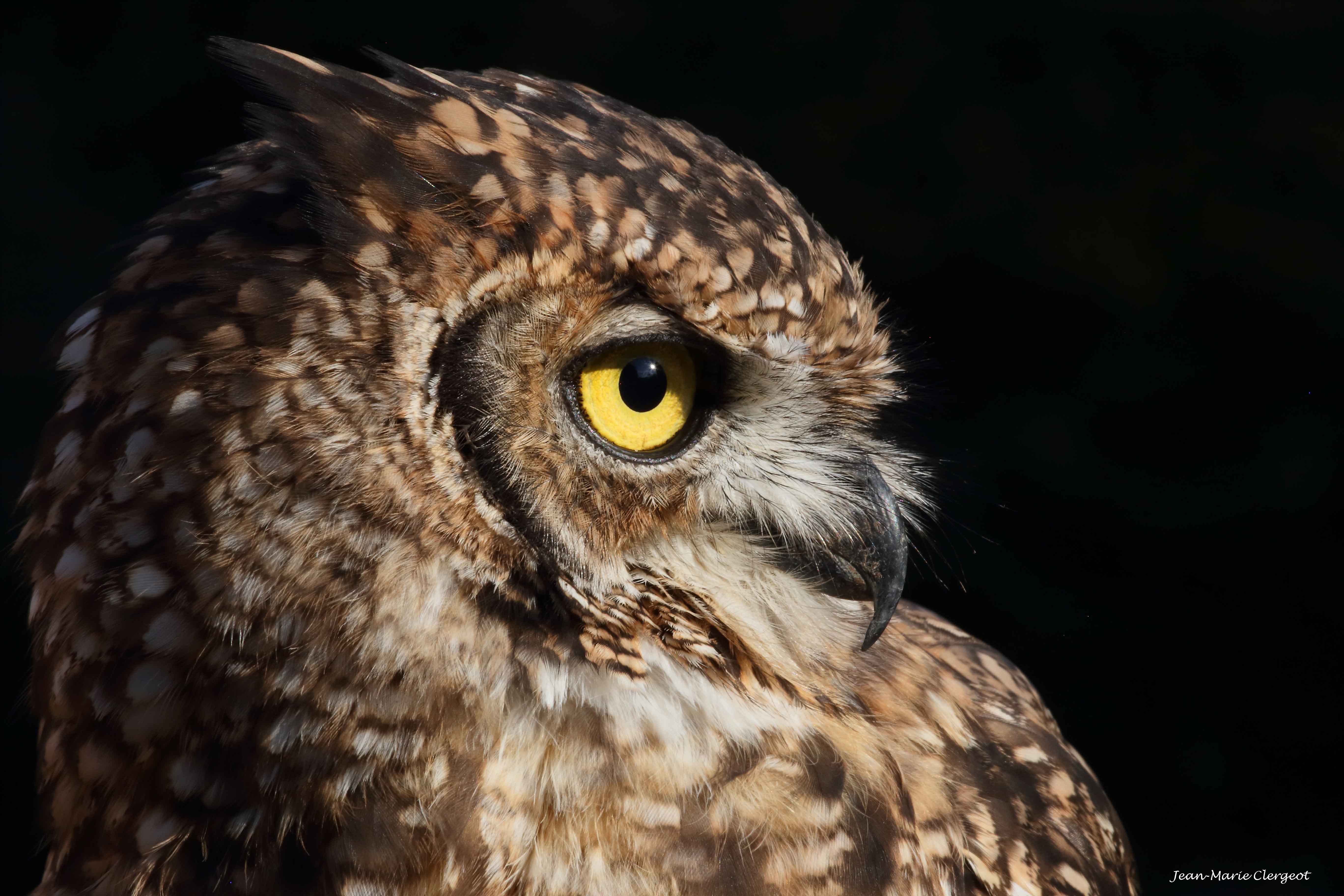 2016 1508 - (Rambouillet) Parc forestier - Hibou Grand Duc (bubo bubo)