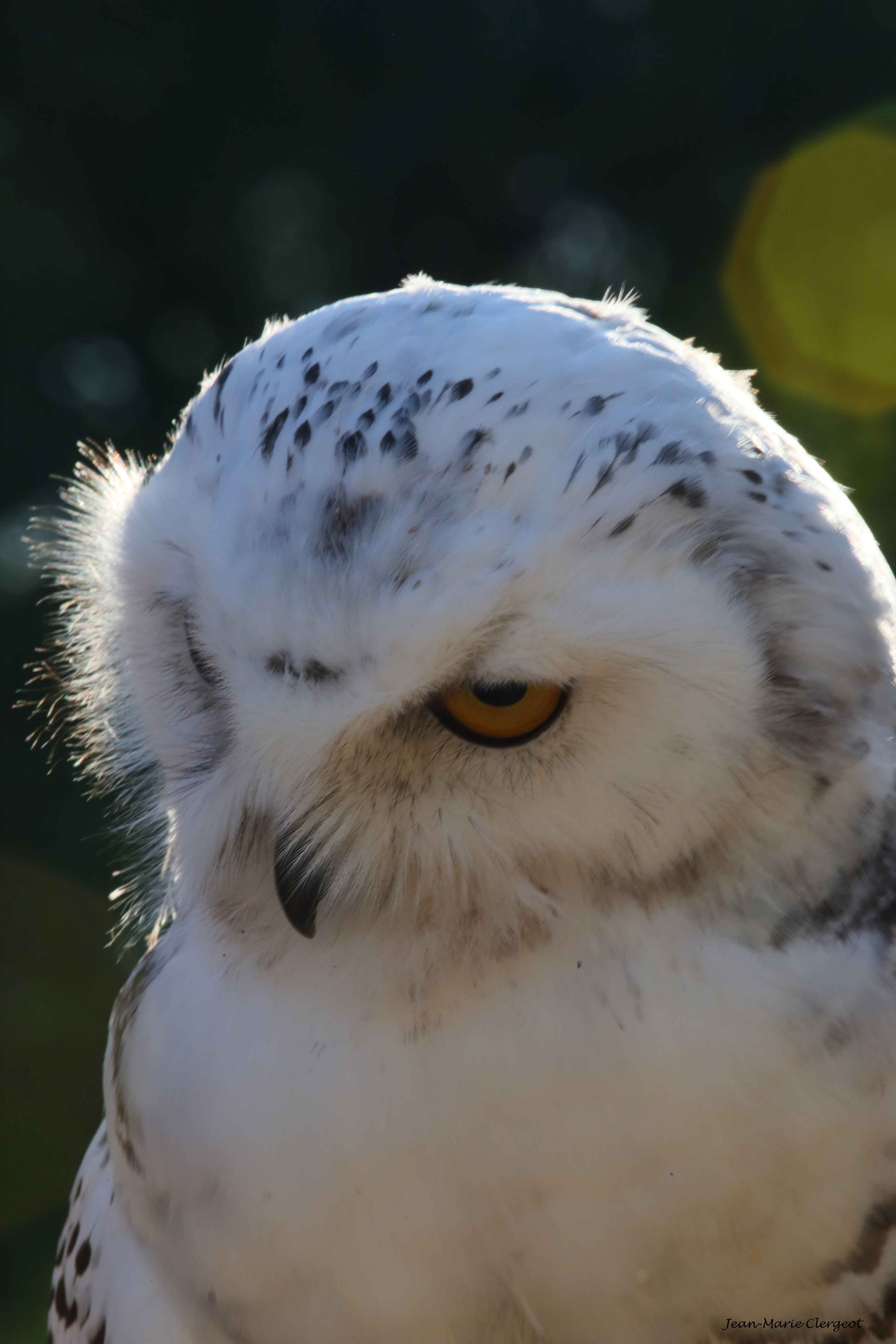 2016 1516 - (Rambouillet) Parc forestier - Harfang des neiges (bubo scandiacus)