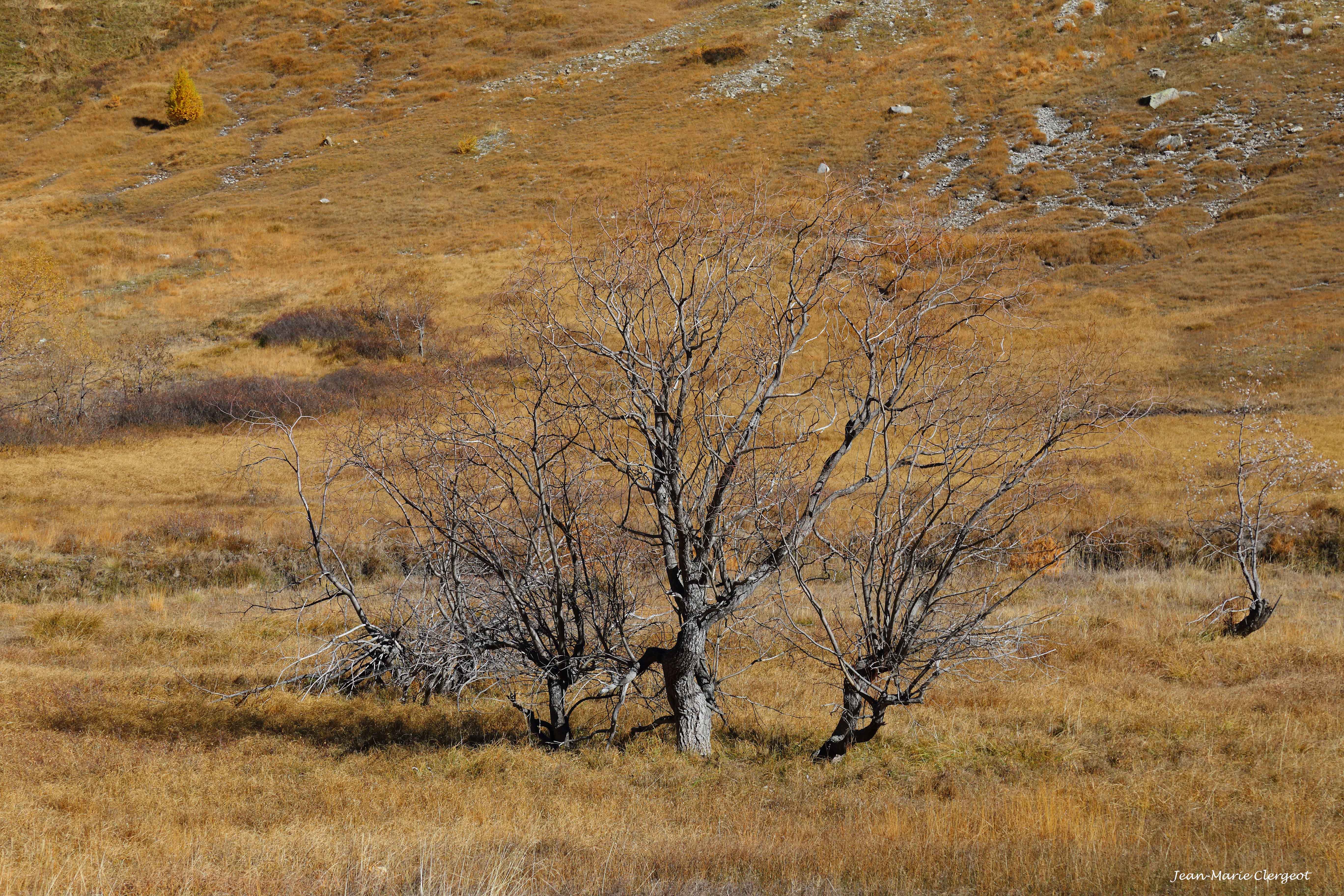 2018 1411 - (Larche) Vallée du Lauzanier - Arbre dans les Jassines