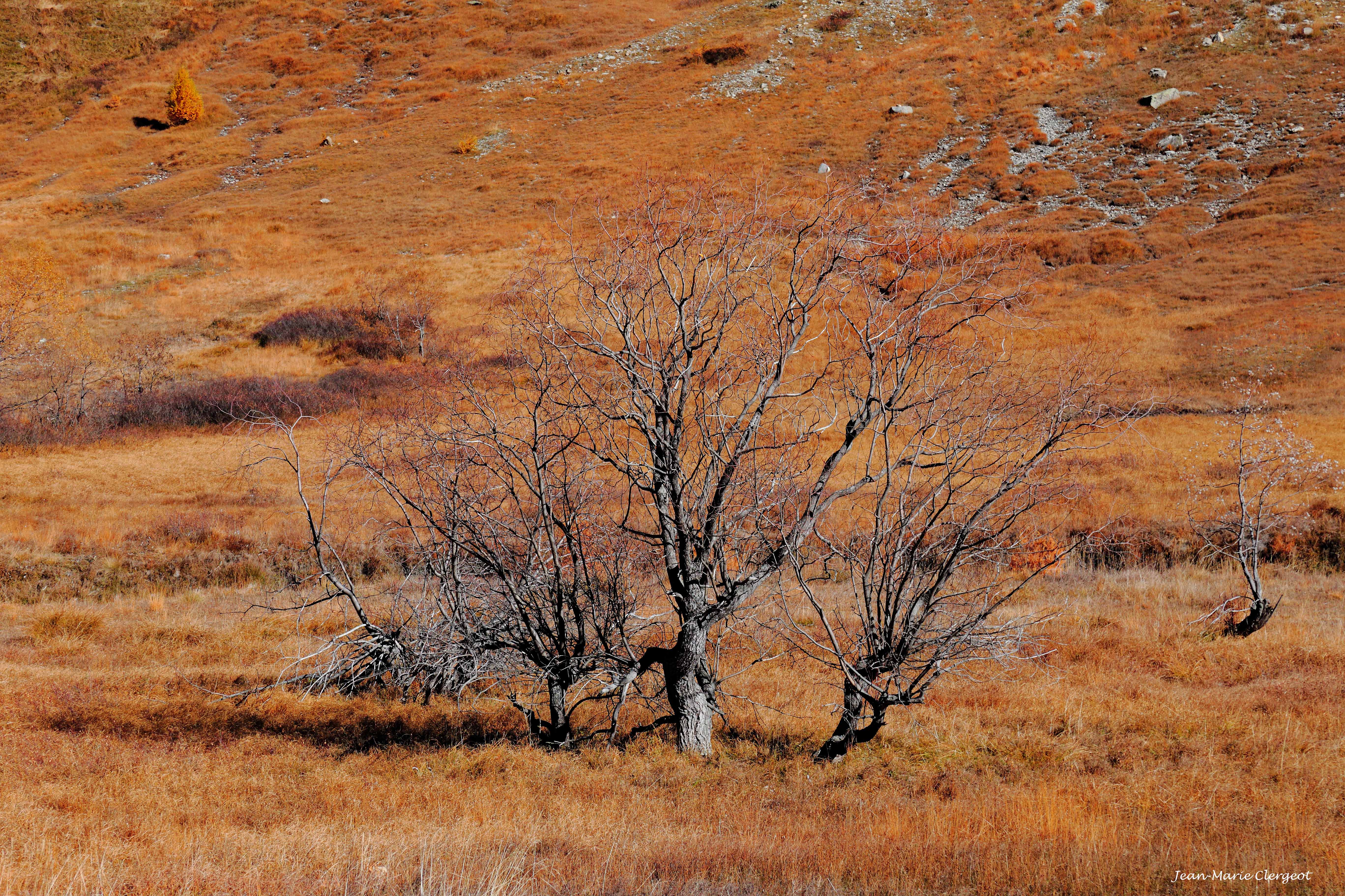 2018 1411 - (Larche) Vallée du Lauzanier - Arbre dans les Jassines (saturée)