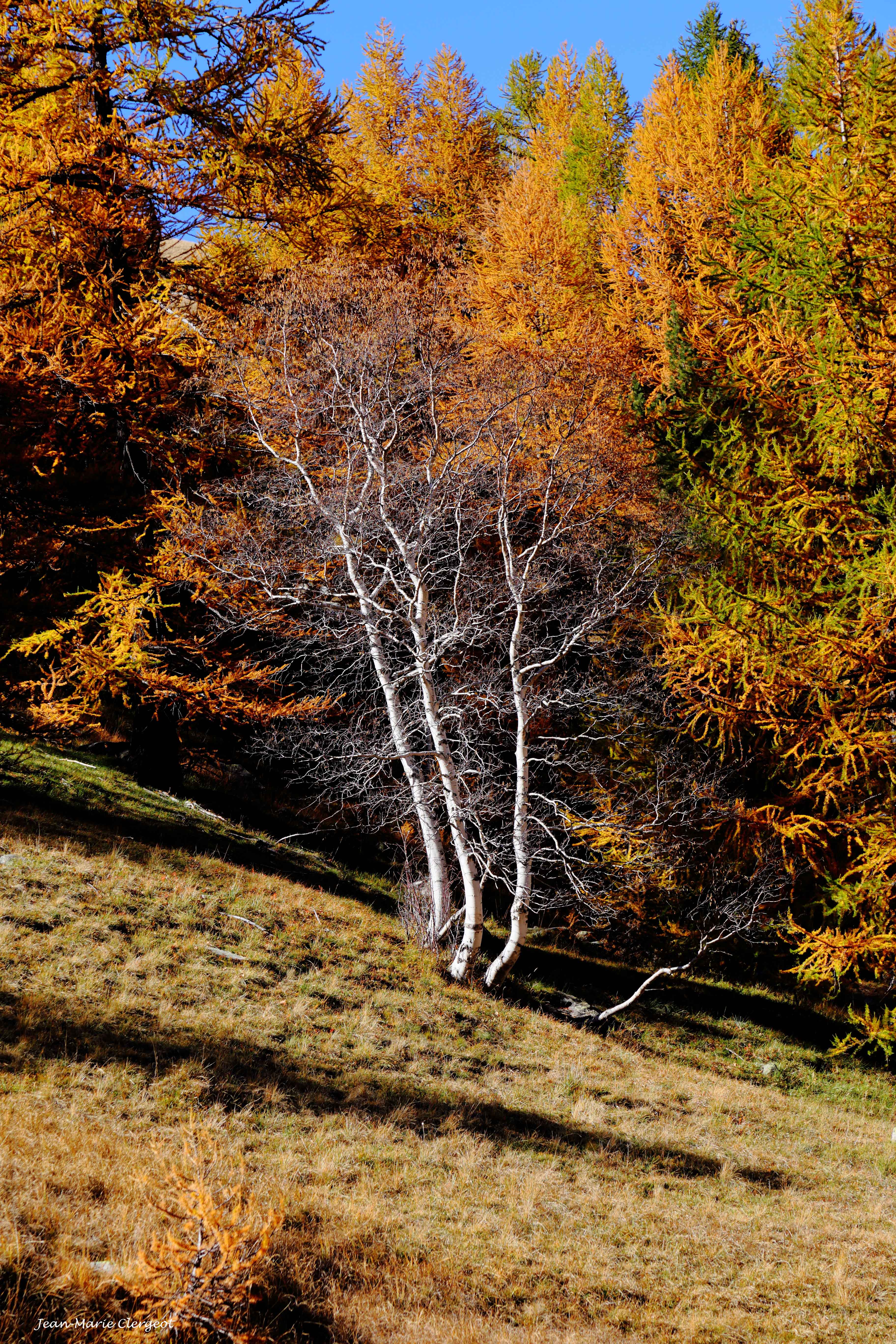 2018 1415 - (Larche) Vallée du Lauzanier - Bouleau au milieu des mélèzes