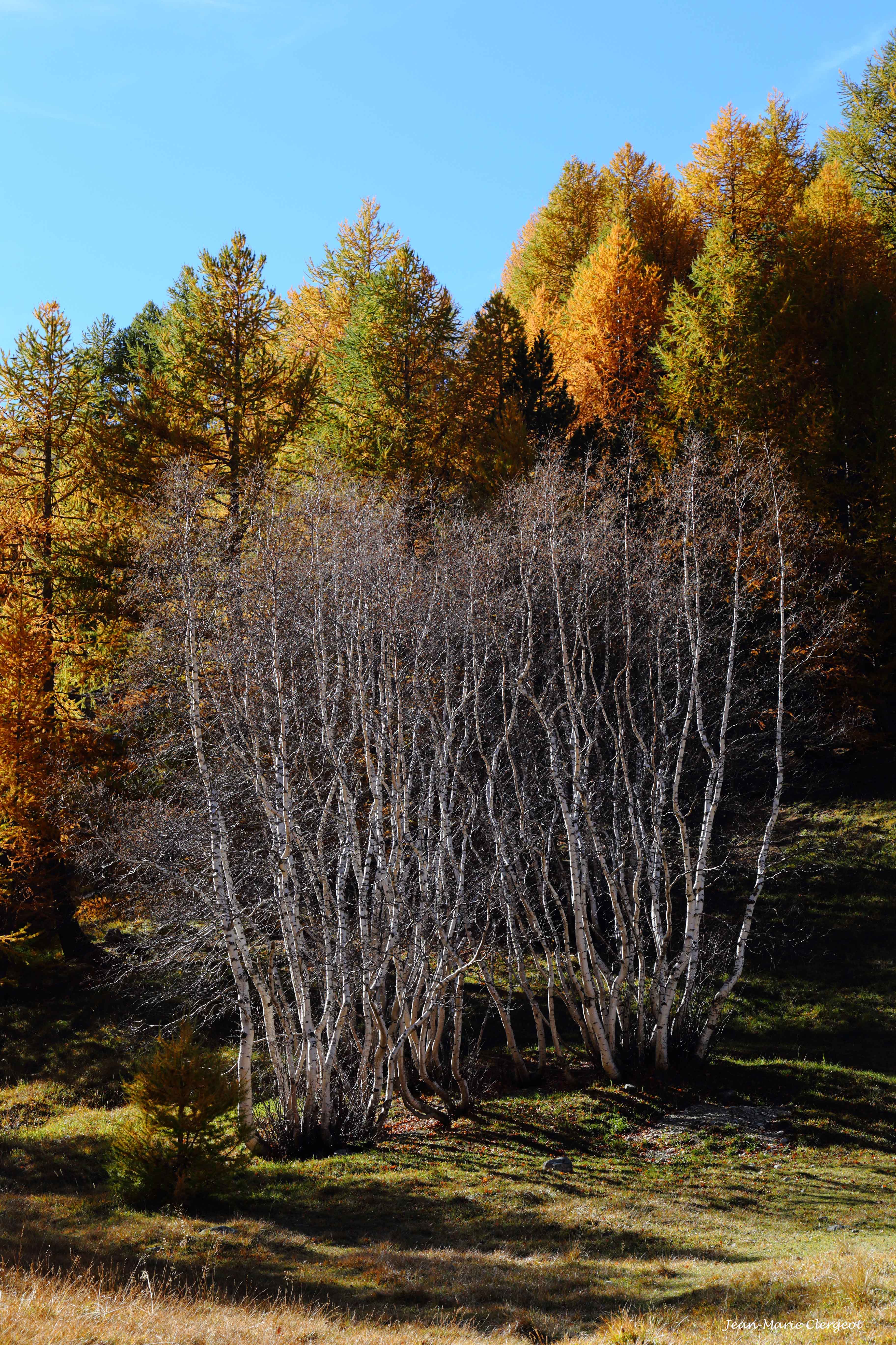 2018 1416 - (Larche) Vallée du Lauzanier - Bouleau au milieu des mélèzes