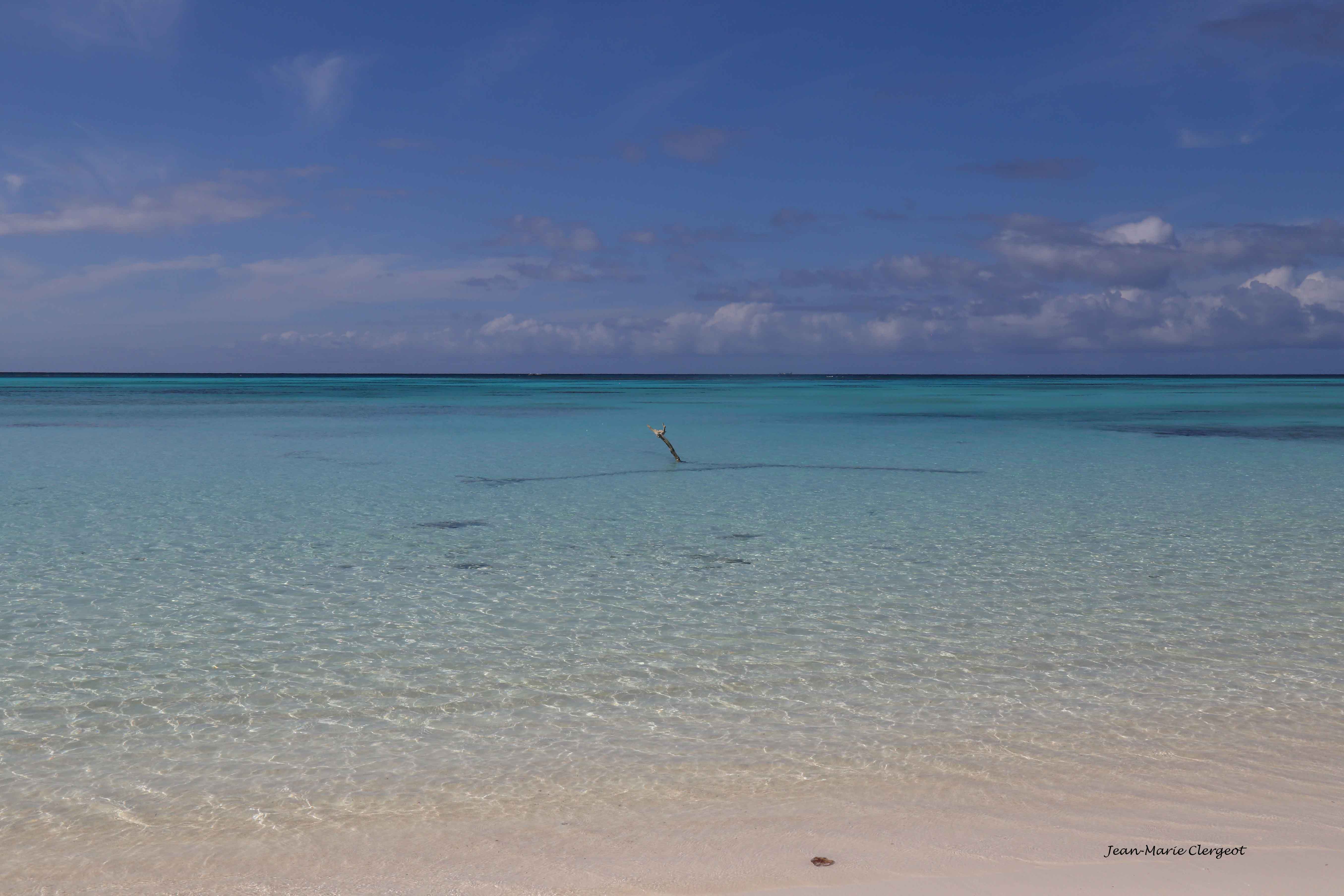 2019 1045 - (Lifou) Bois dans la mer à Luengonï