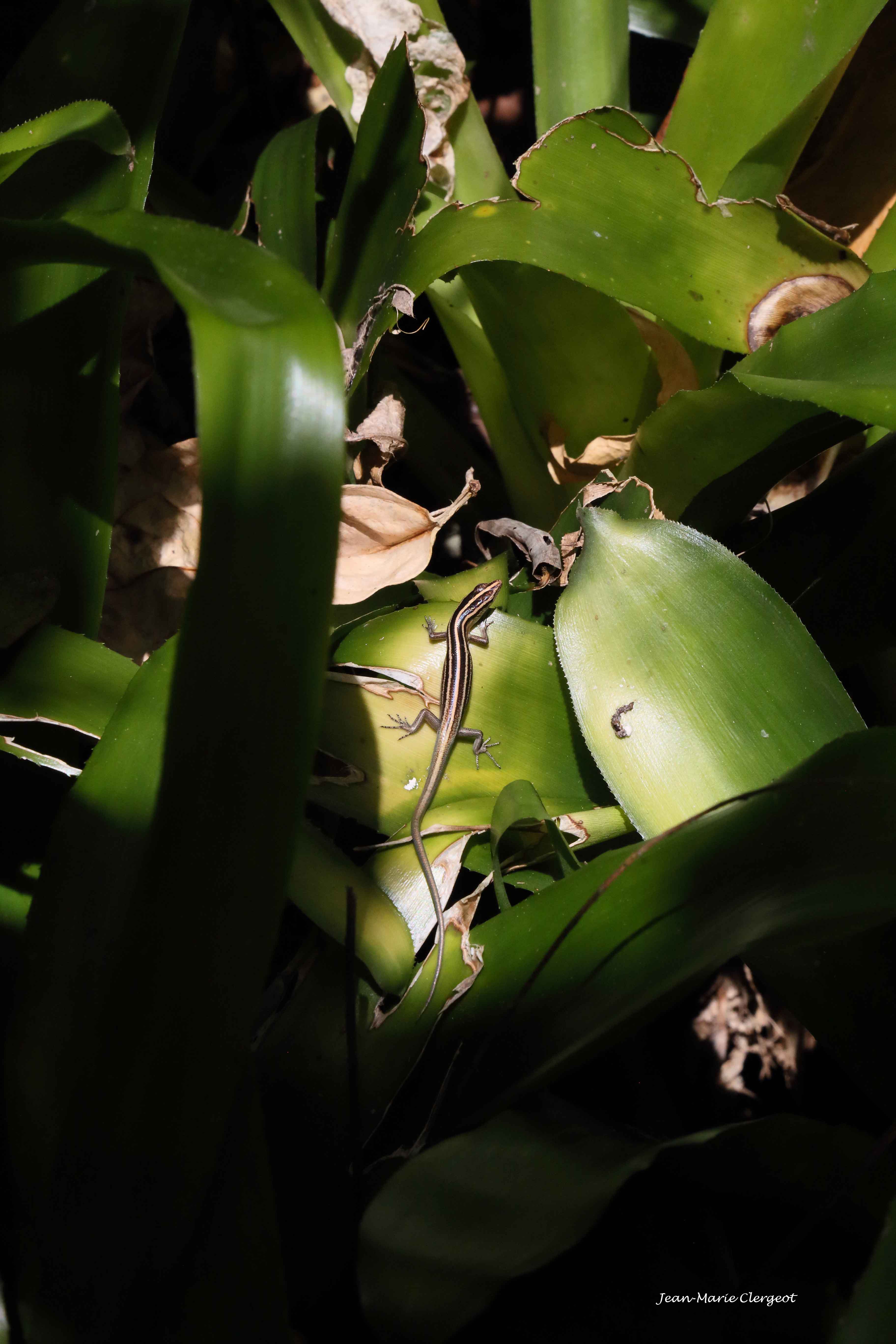 2019 1175 - (Lifou) Tingeting - Petit lézard sur le chemin de la Grotte du Diable