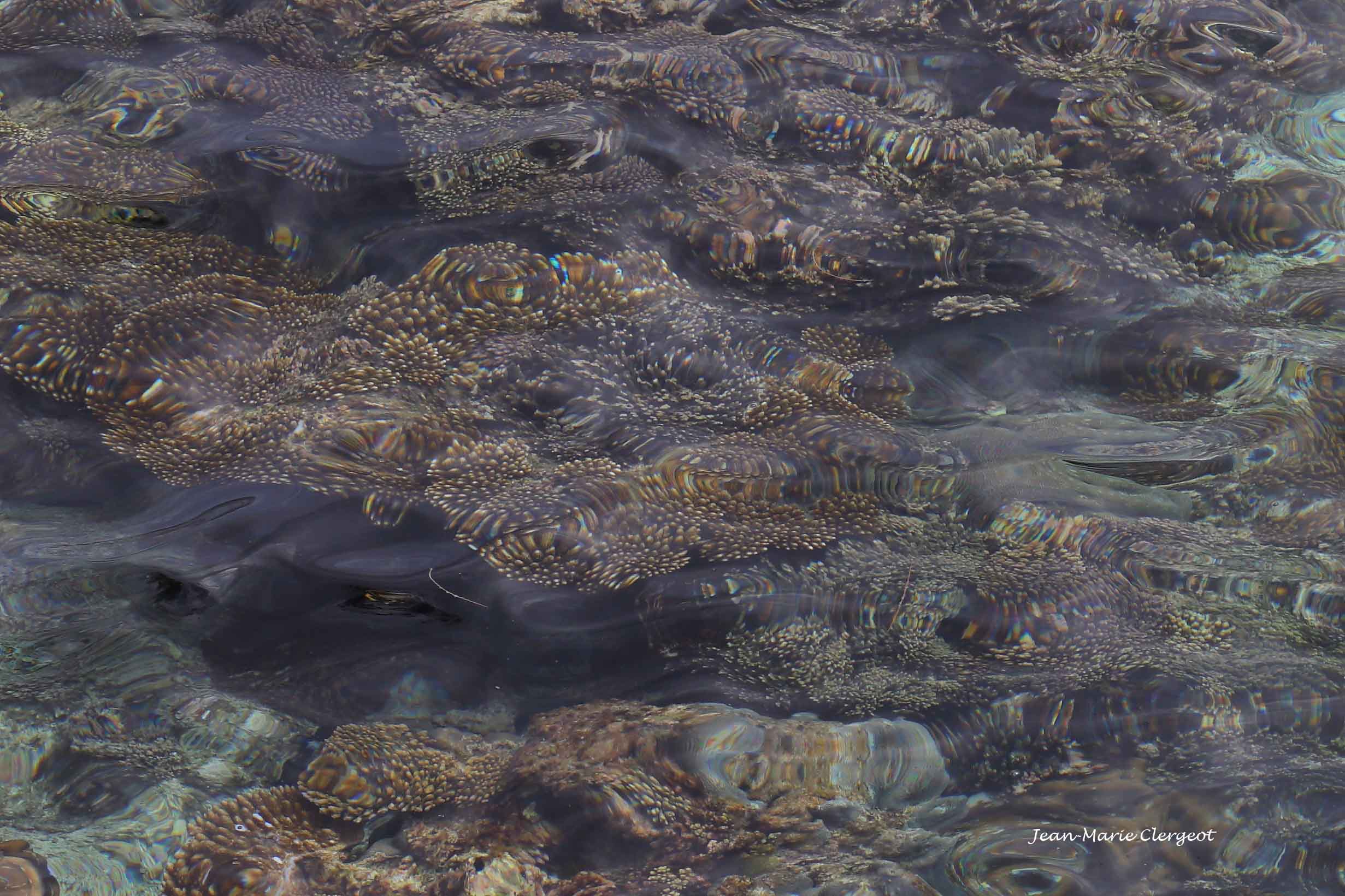 2019 1202 - (Lifou) Easo - Aquarium naturel de la Baie de Jinek