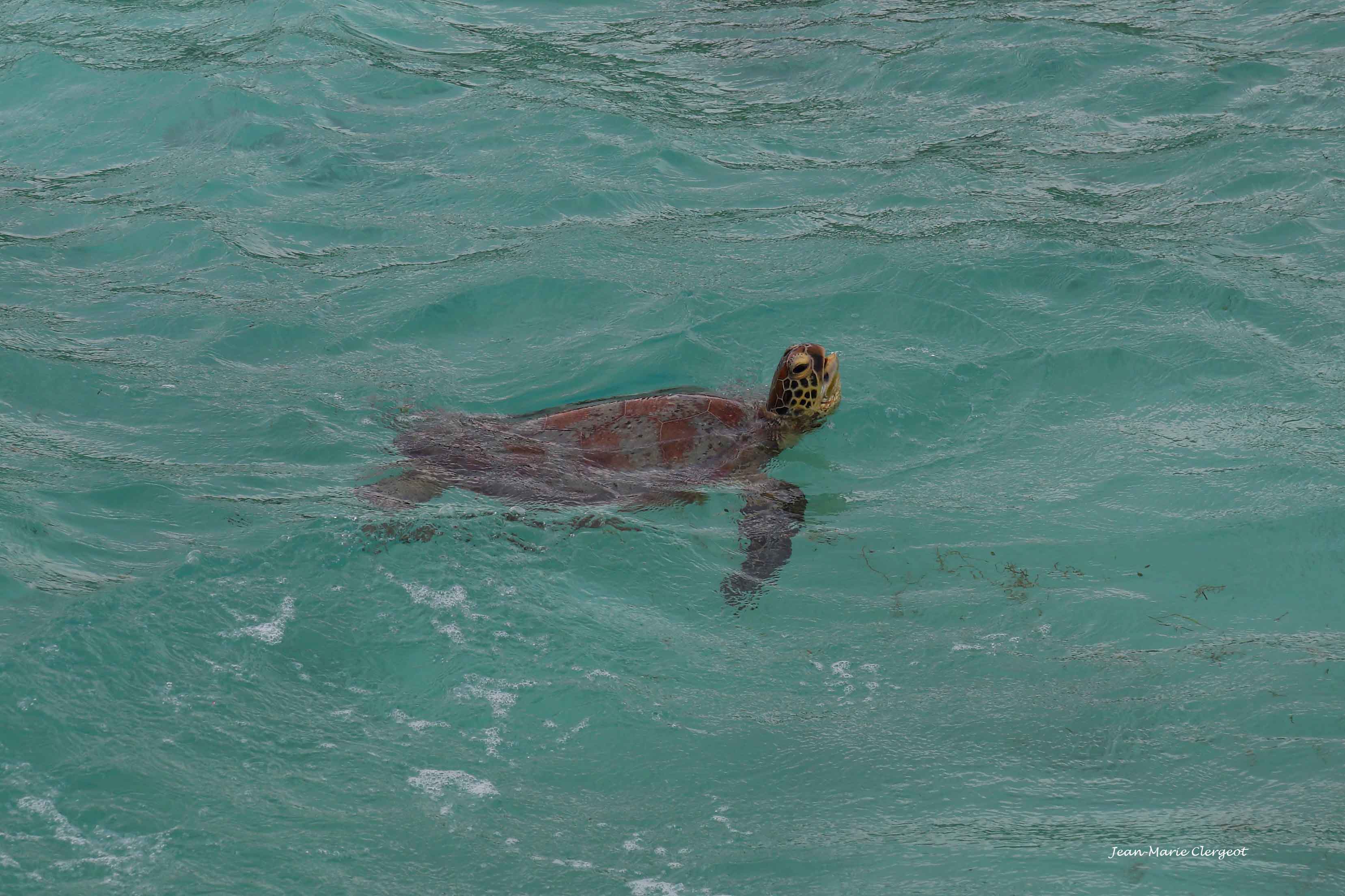 2019 1226 - (Lifou) Xépénéhé - Tortue marine dite "gros bec"