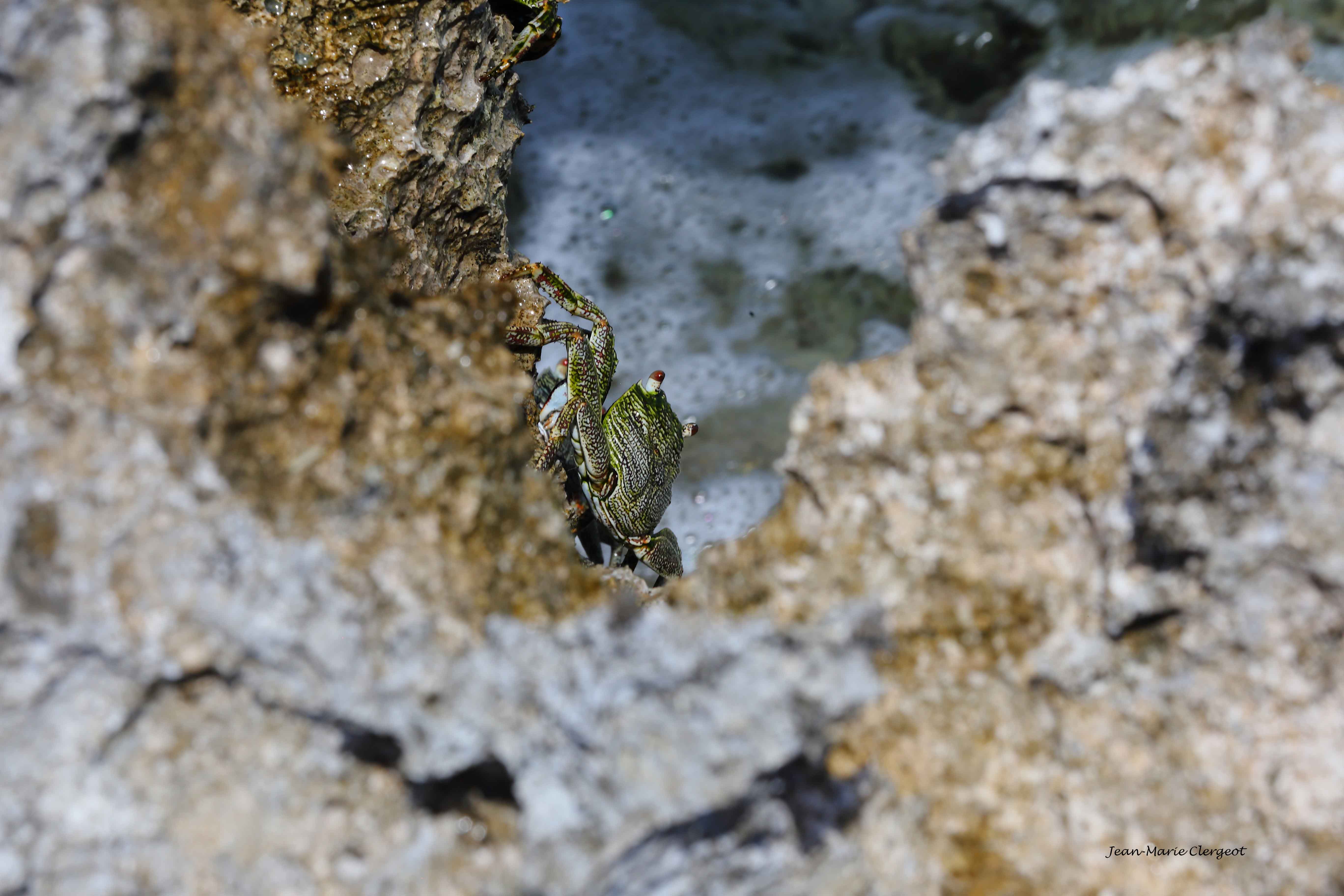 2019 1323 - (Ouvéa) Mouli - Crabe du littoral (grapsus albolineatus)