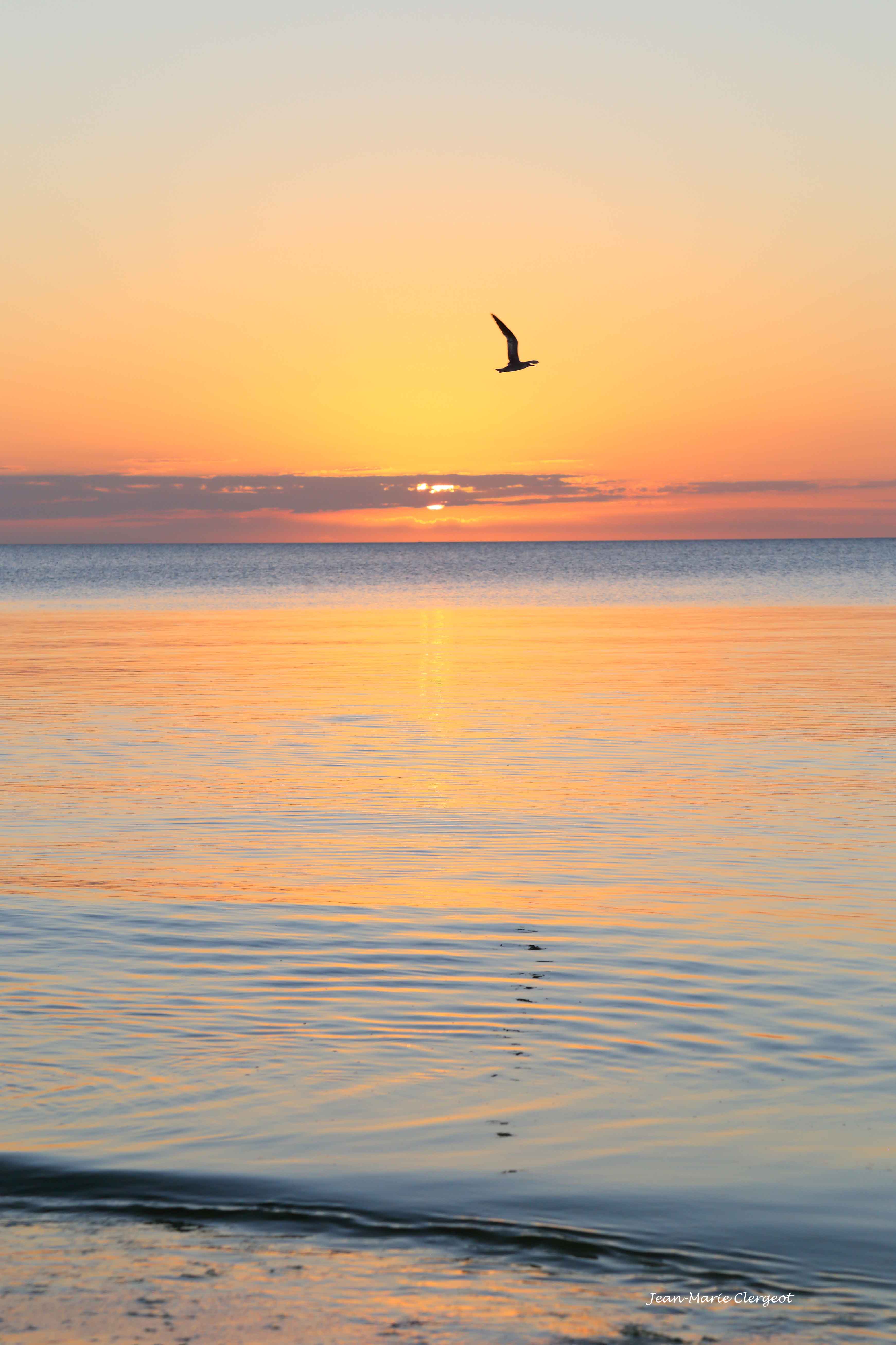 2019 1370 - (Ouvéa) Banoutr - L'oiseau du soleil couchant