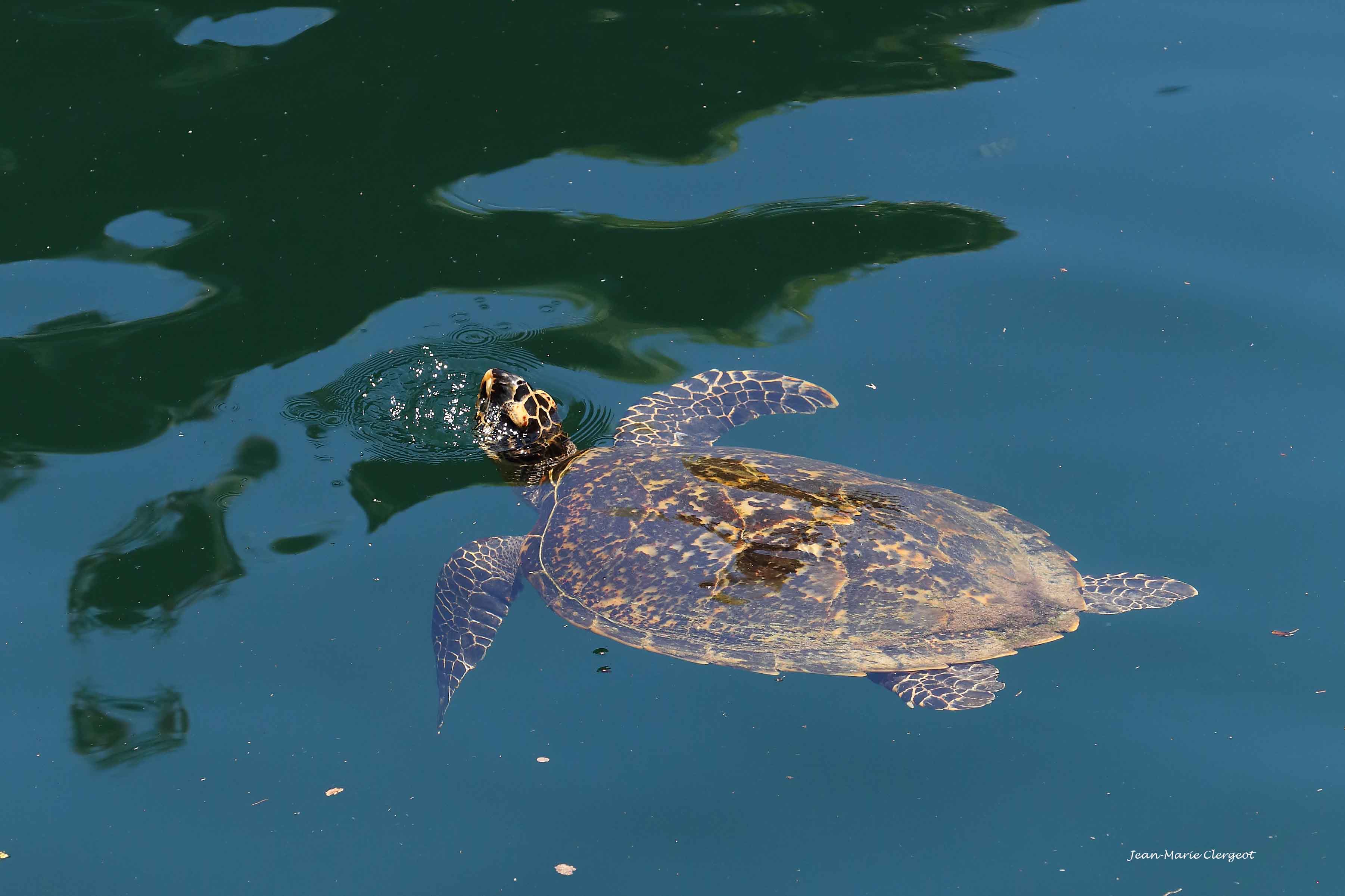 2019 1404 - (Ouvéa) Heo / St Joseph - Tortue marine dite "gros bec" dans le Trou à la Tortue (Anep)