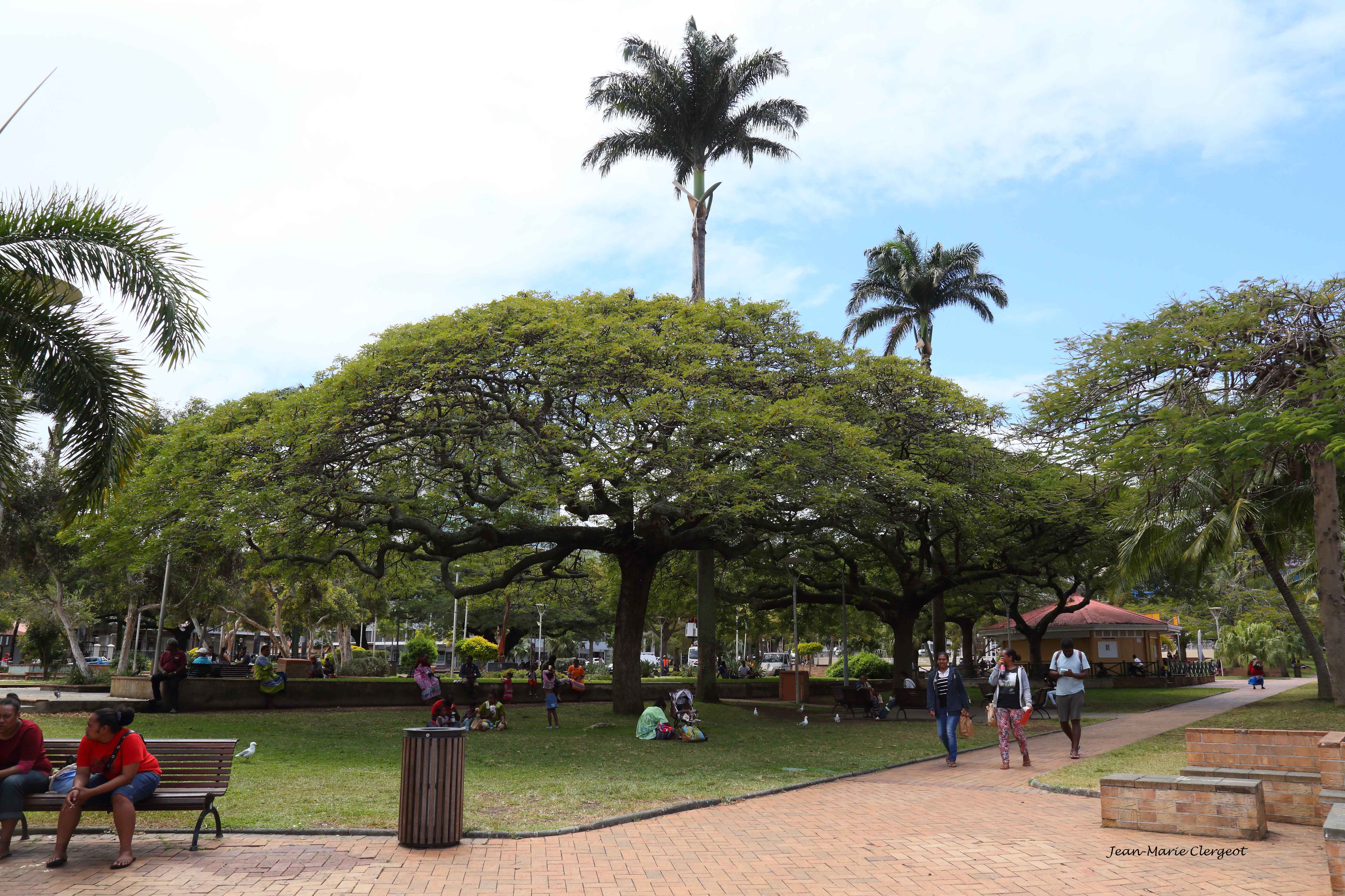 2019 1445 - (Nouméa) Flamboyants (delonix regia) Place des Cocotiers