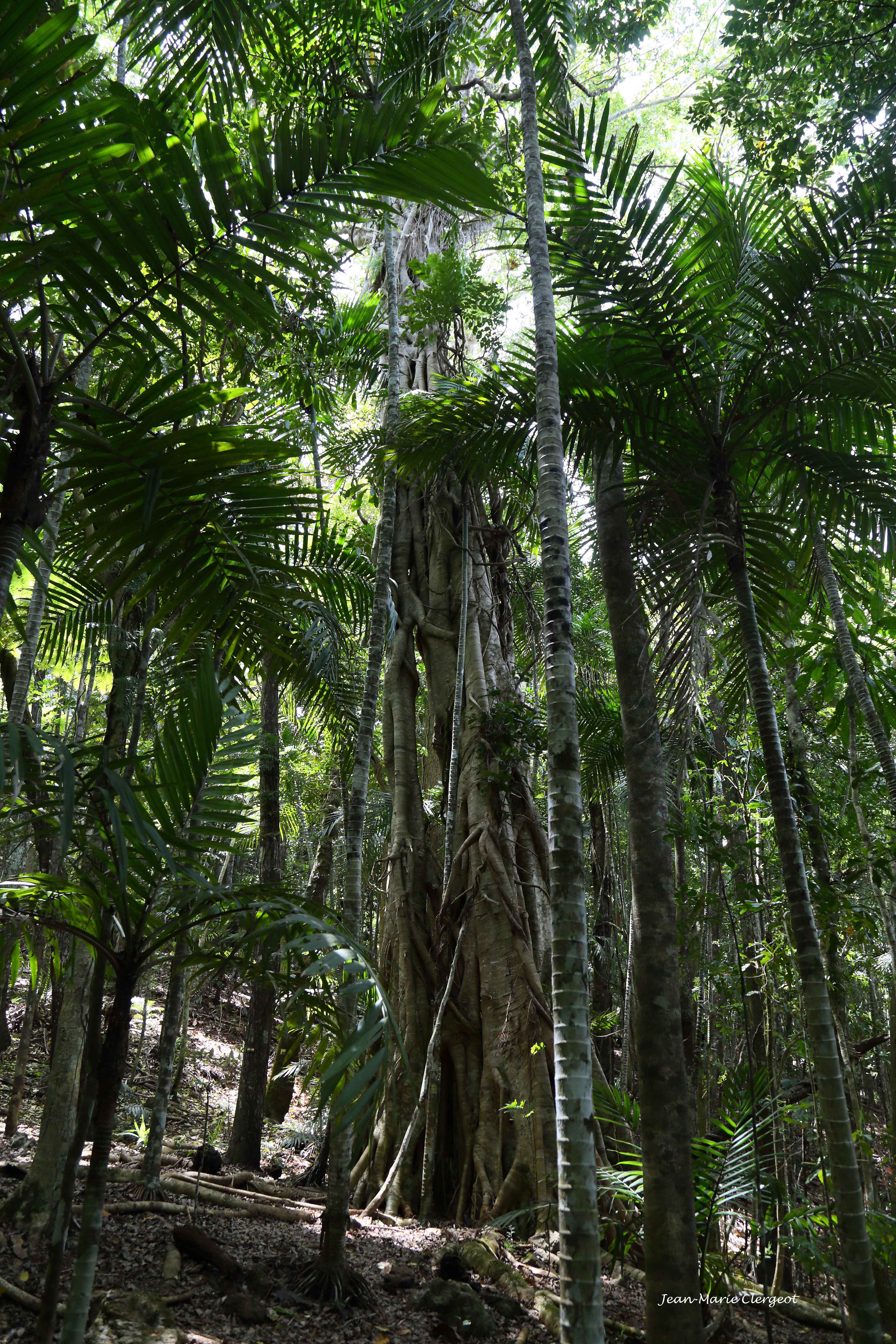 2019 1485 - (Farino) Parc de Grandes Fougères - Un banian cathédrale (ficus prolixa)