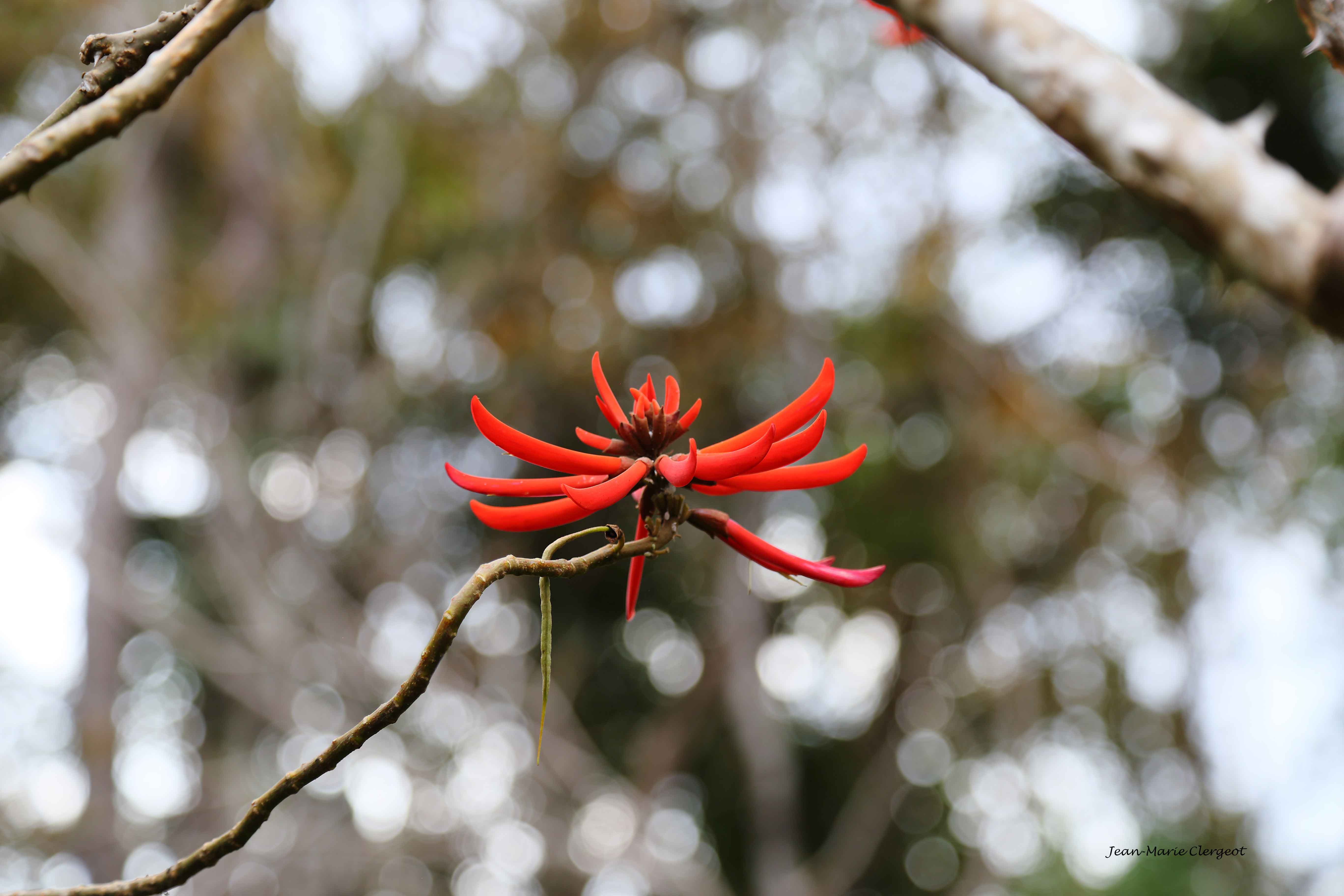 2019 1555 - (Farino) Fleur de Haricot corallien (erythina flabelliformis)