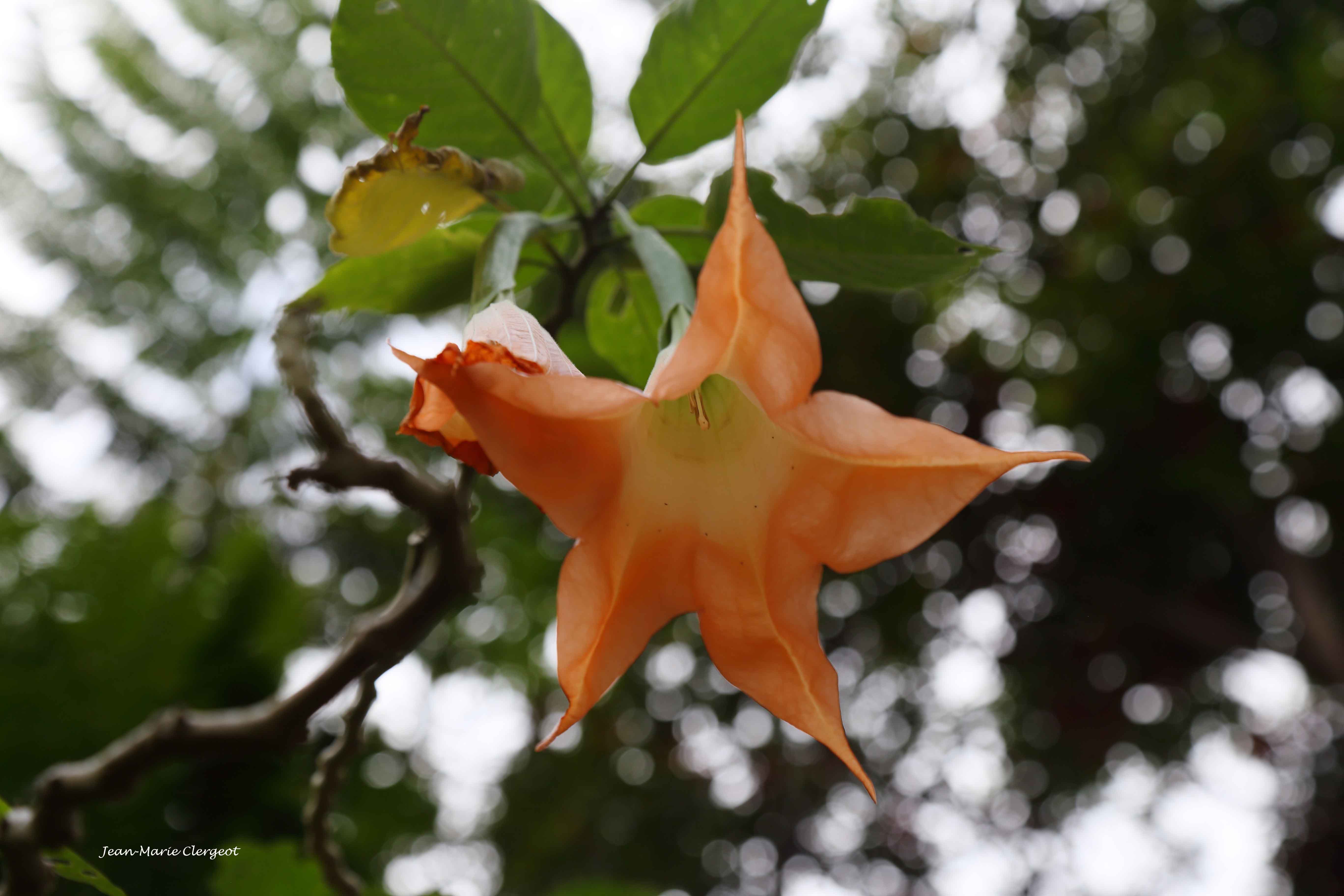 2019 1558 (Farino) Fleur de datura (brugmansia suaveolens)