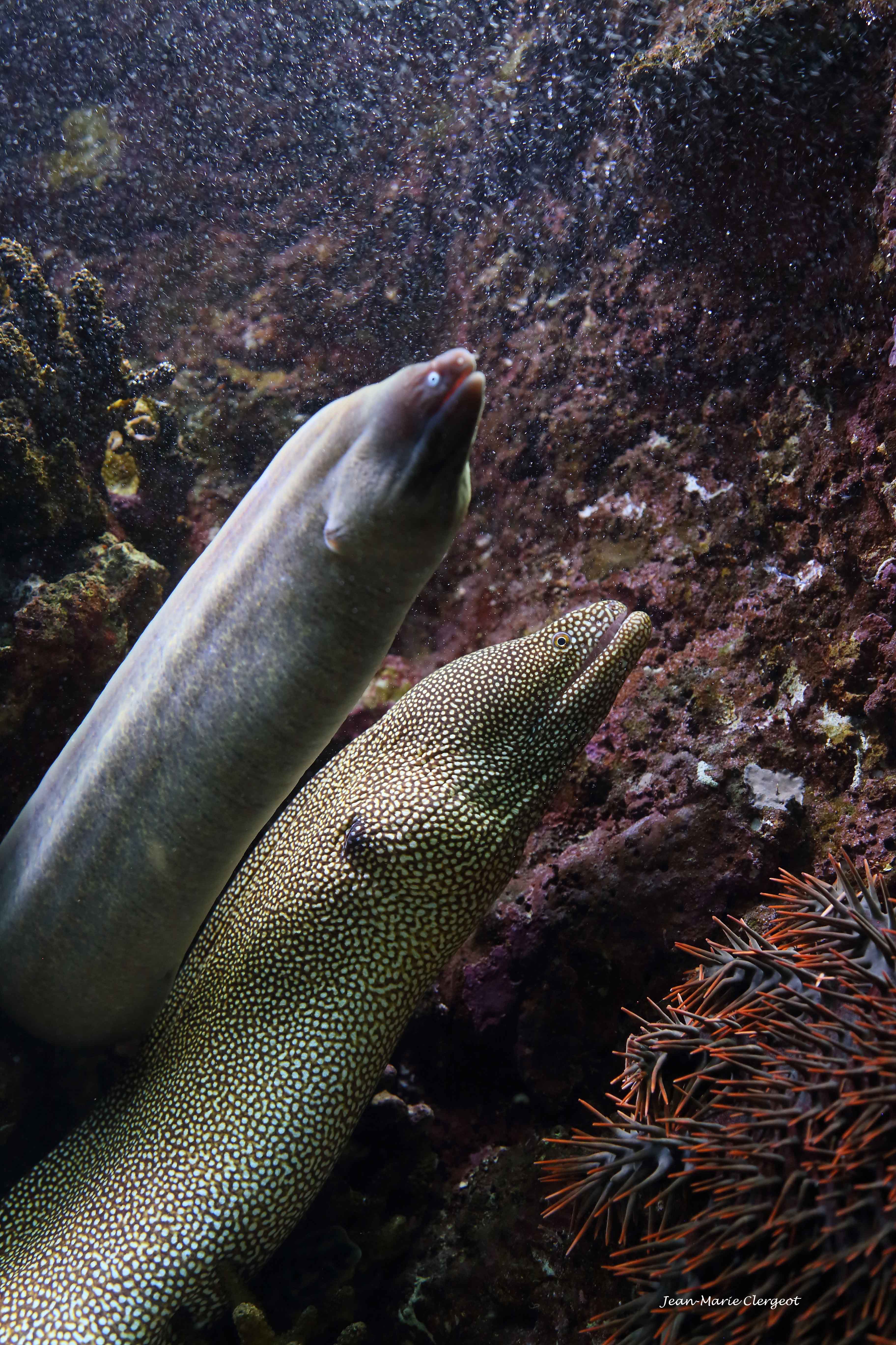 2019 1688 - (Nouméa) Duo de murènes à l'Aquarium