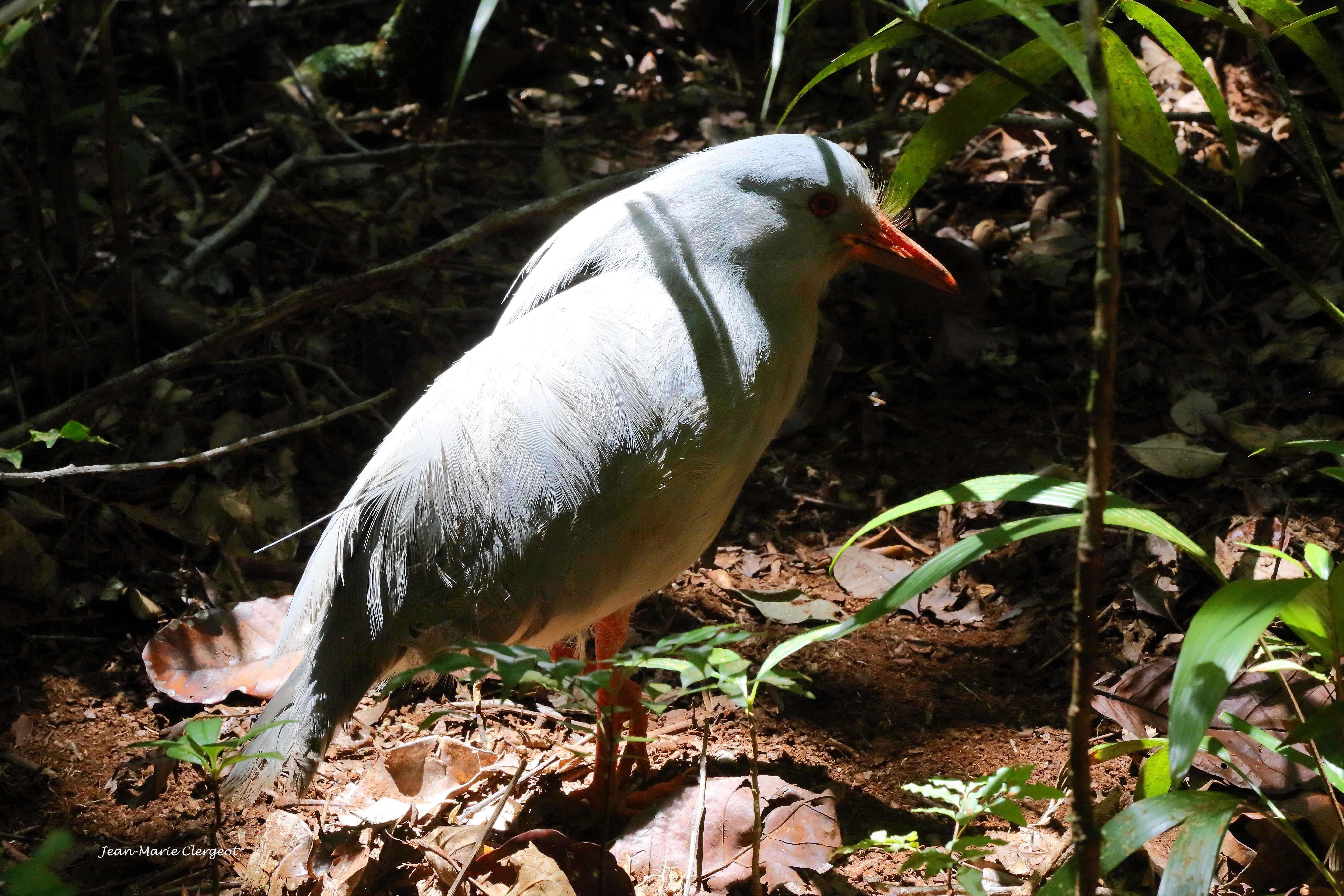 2019 1775 - (Pointe sud) Parc de la Rivière Bleue - Le cagou (rhynochetos jubatus)