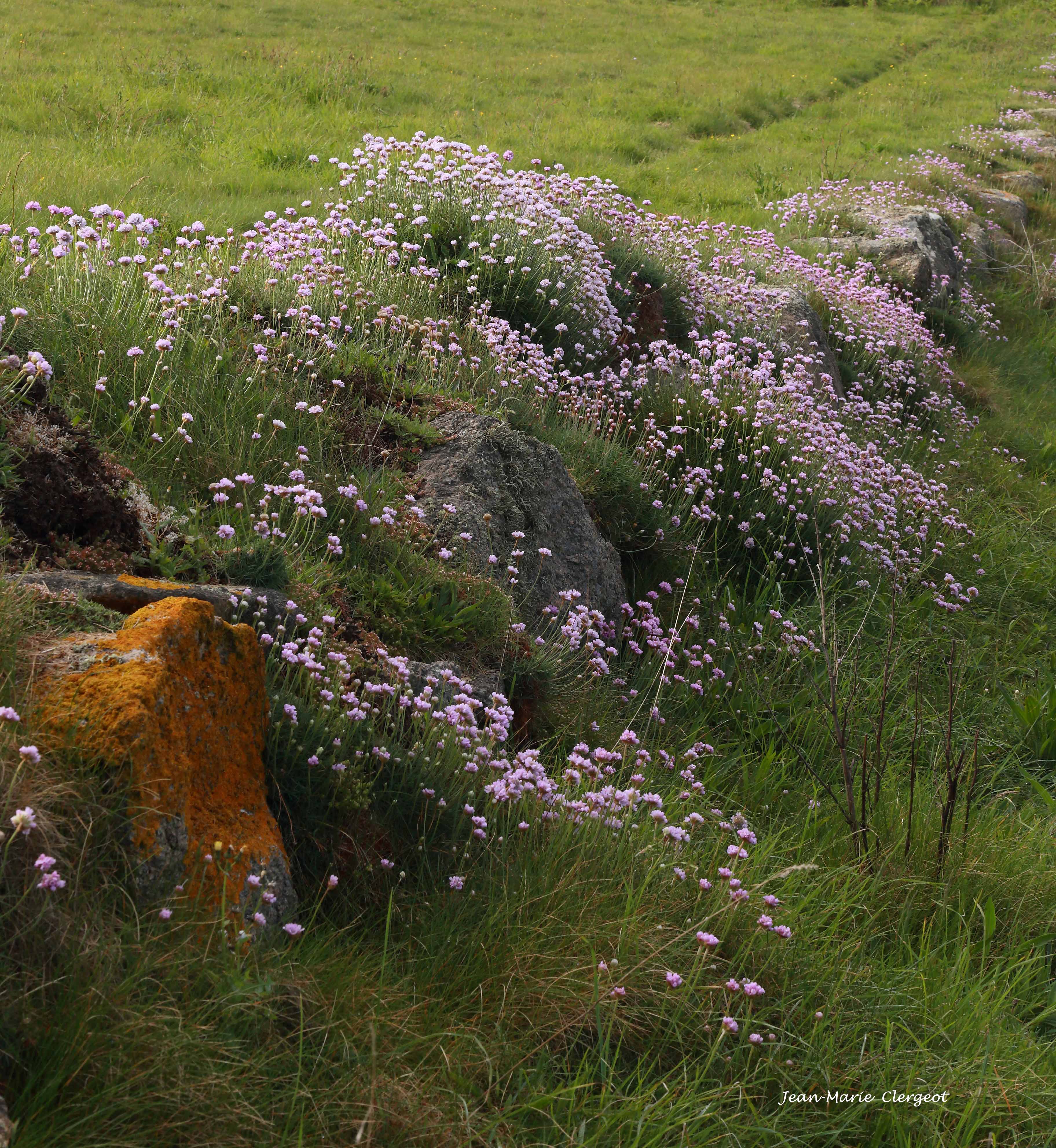 2024 0459 - (Fermanville) Talus fleuri vers le Cap Lévi