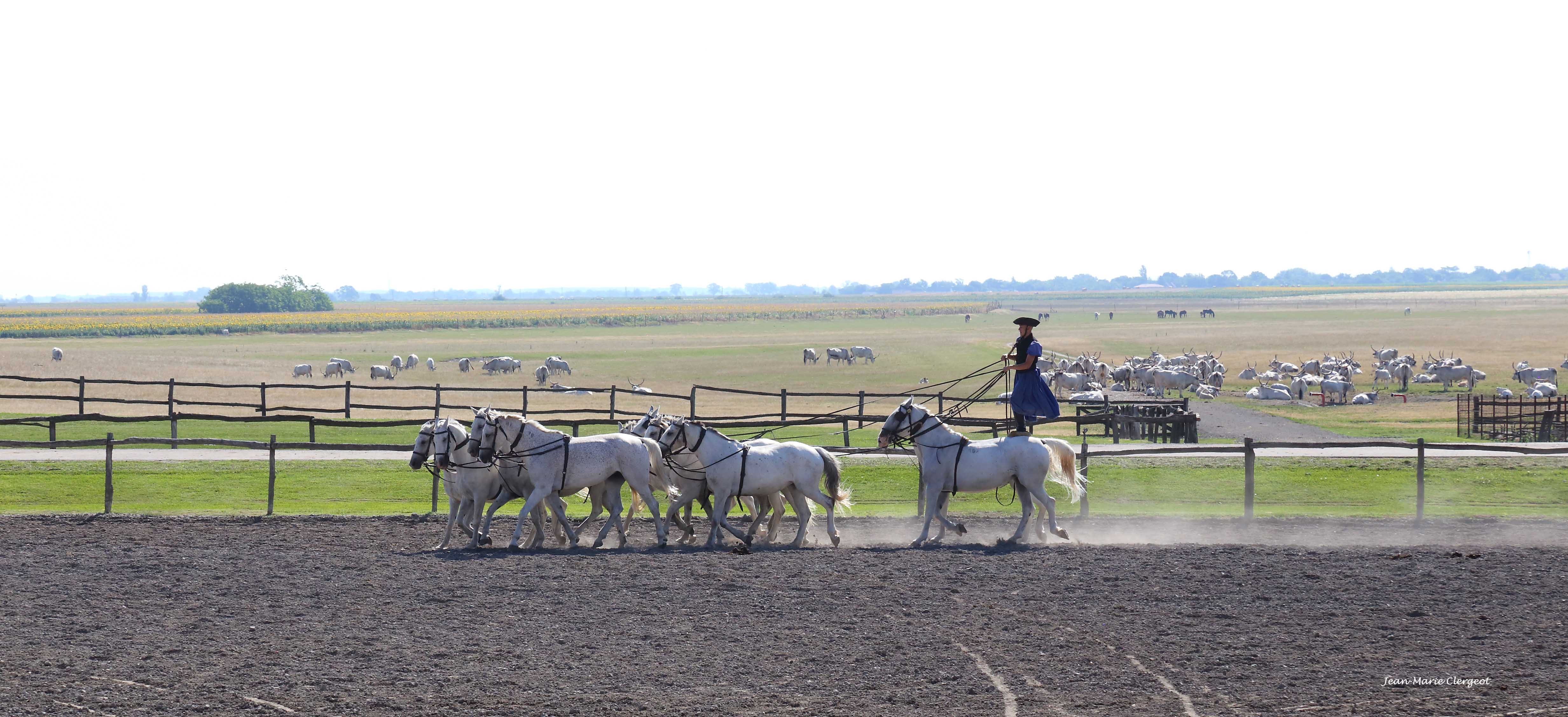 2025 0932 - (Kalocsa, Hongrie) Quadrille mena par un "csikos" dans la Puszta