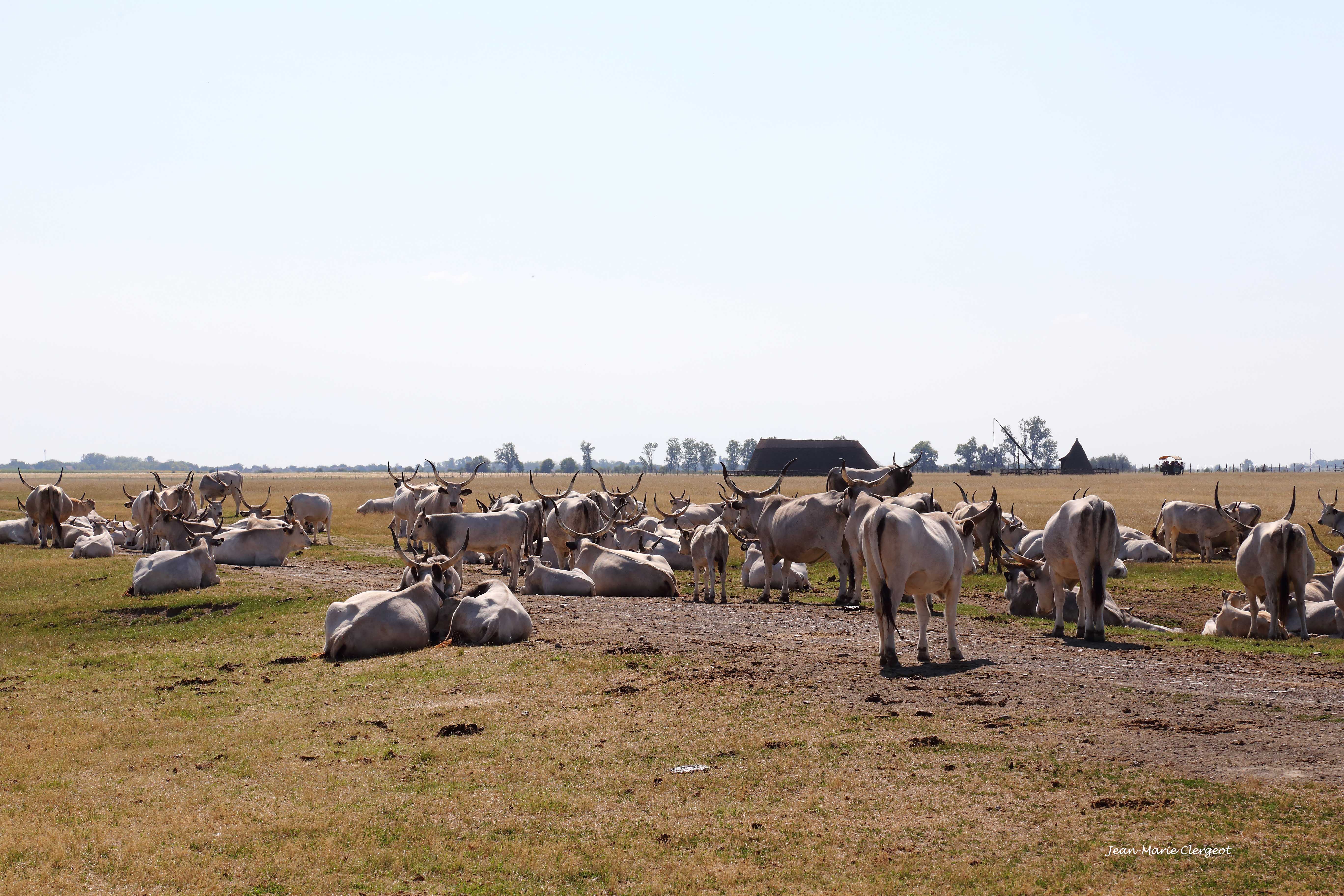 2025 0940 - (Kalocsa, Hongrie) Les boeufs gris de la Puszta