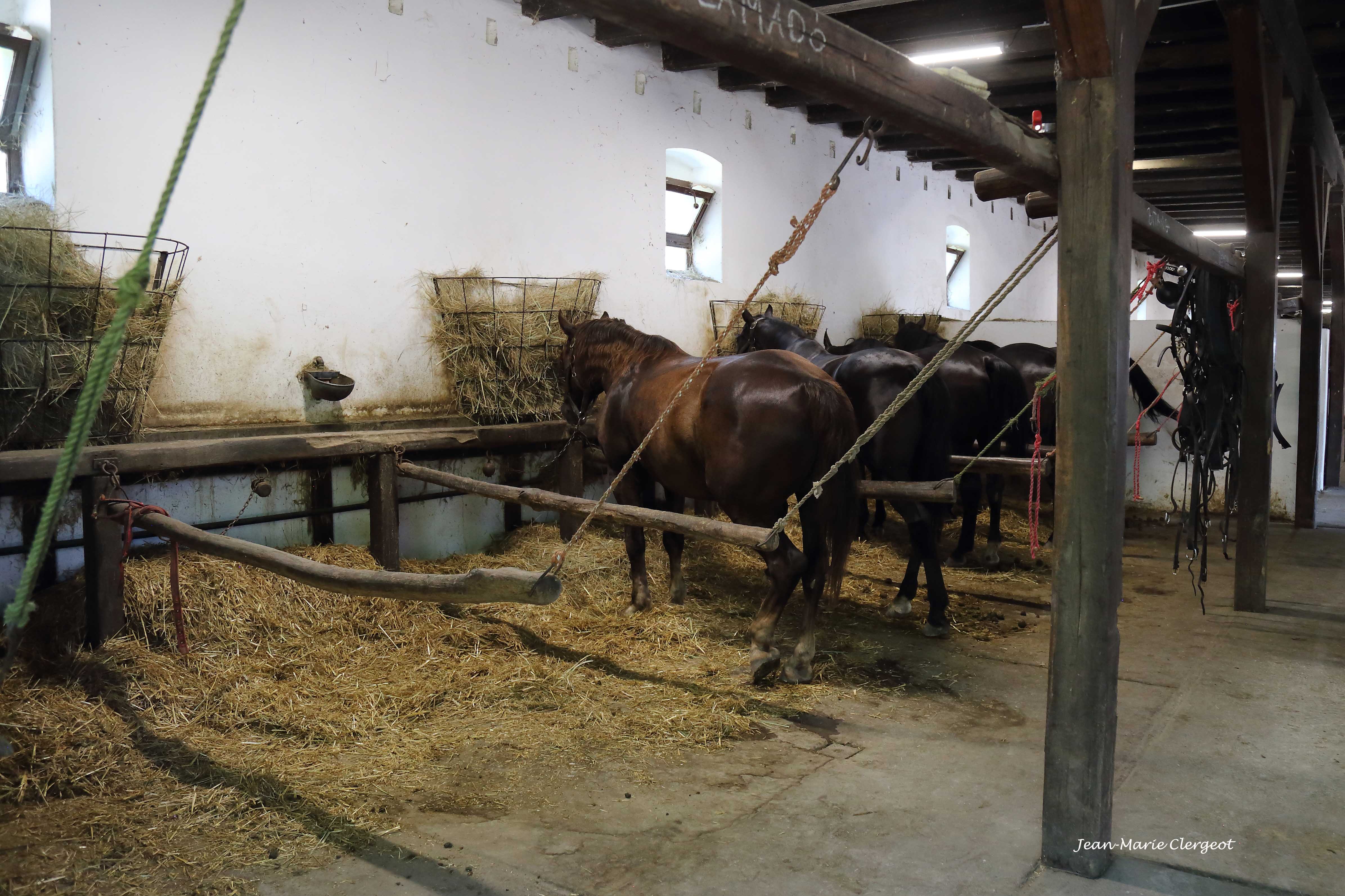 2025 0952 - (Kalocsa, Hongrie) Alezans à l'écurie